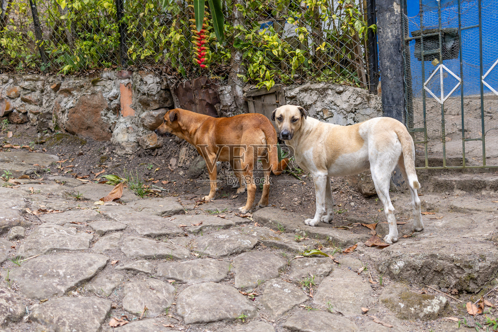 在森林小径上散步和玩耍的家养克里奥尔犬照片摄影图片