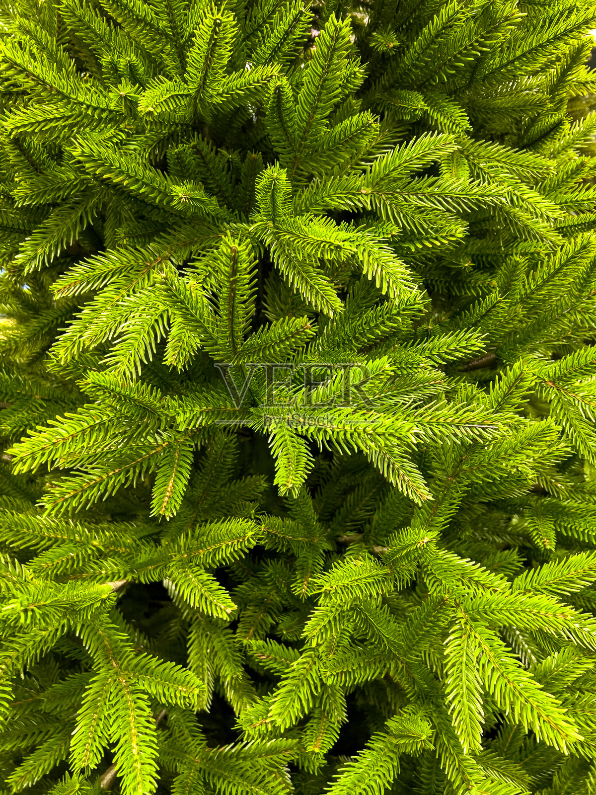 郁郁葱葱的针叶树枝在阳光明媚的森林中密集排列,形成自然的图案照片摄影图片