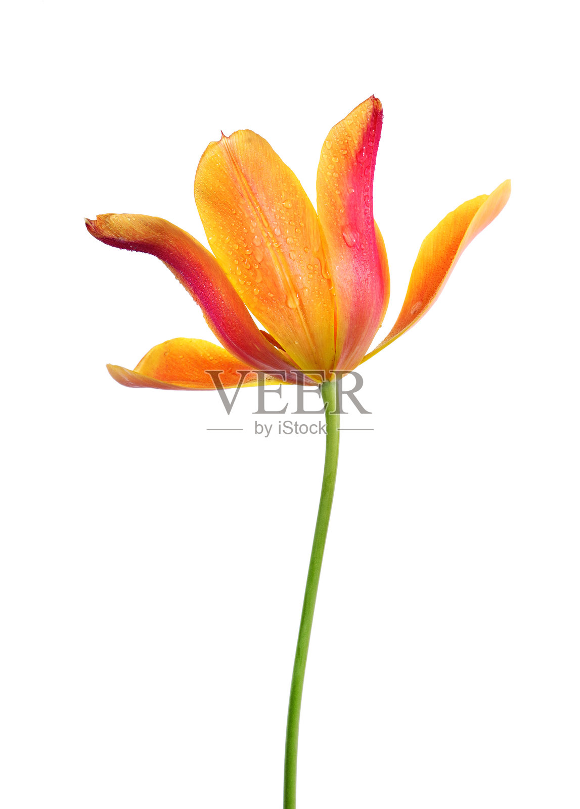 色彩斑斓的郁金香花朵上沾满水滴,背景为白色照片摄影图片