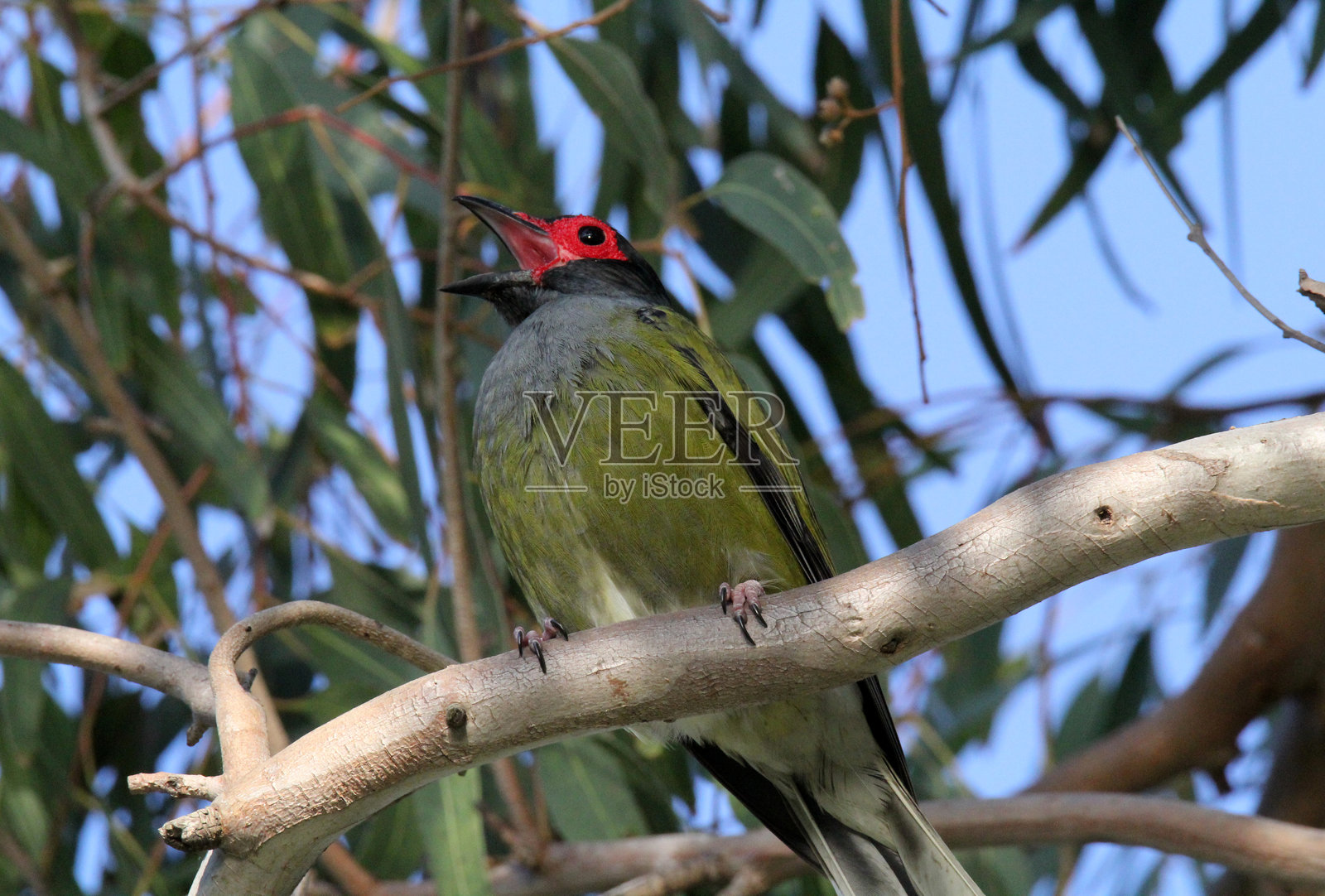 澳大利亚无花果鸟张嘴鸣唱,栖息在树枝上照片摄影图片