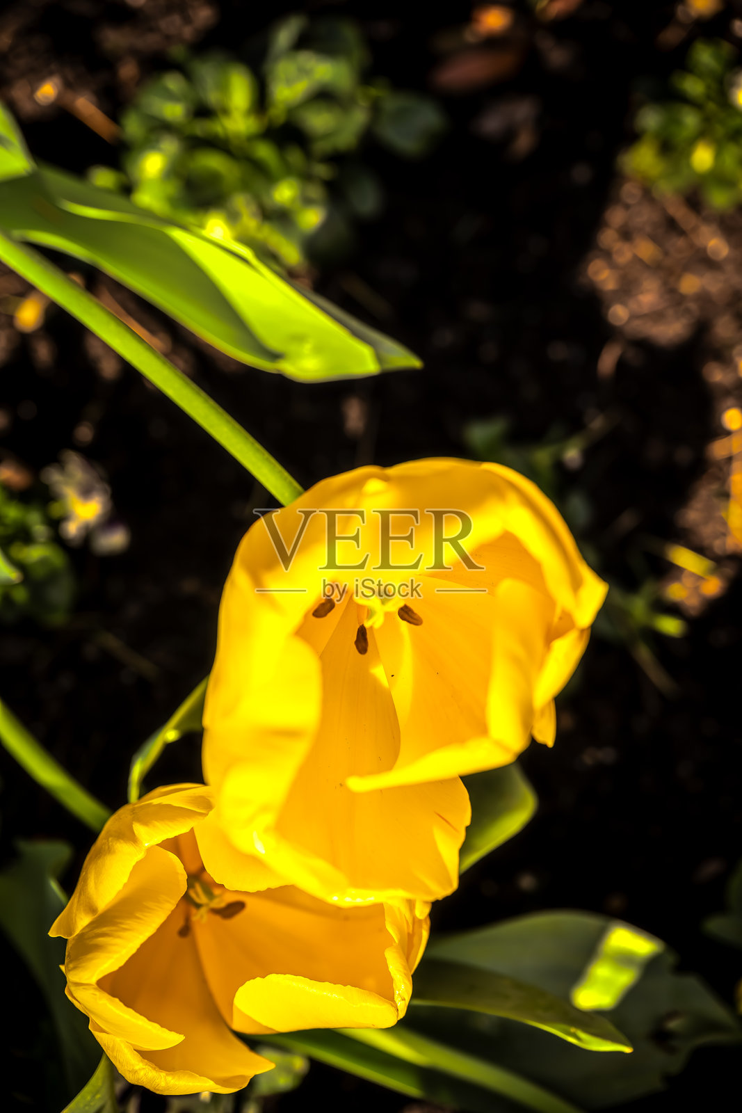 春天在澳大利亚墨尔本盛开的黄色郁金香照片摄影图片