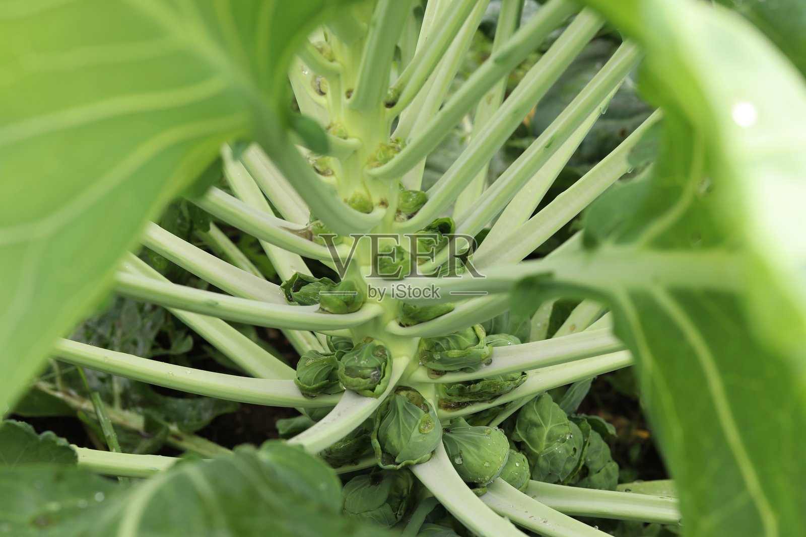 布鲁塞尔芽菜特写照片摄影图片