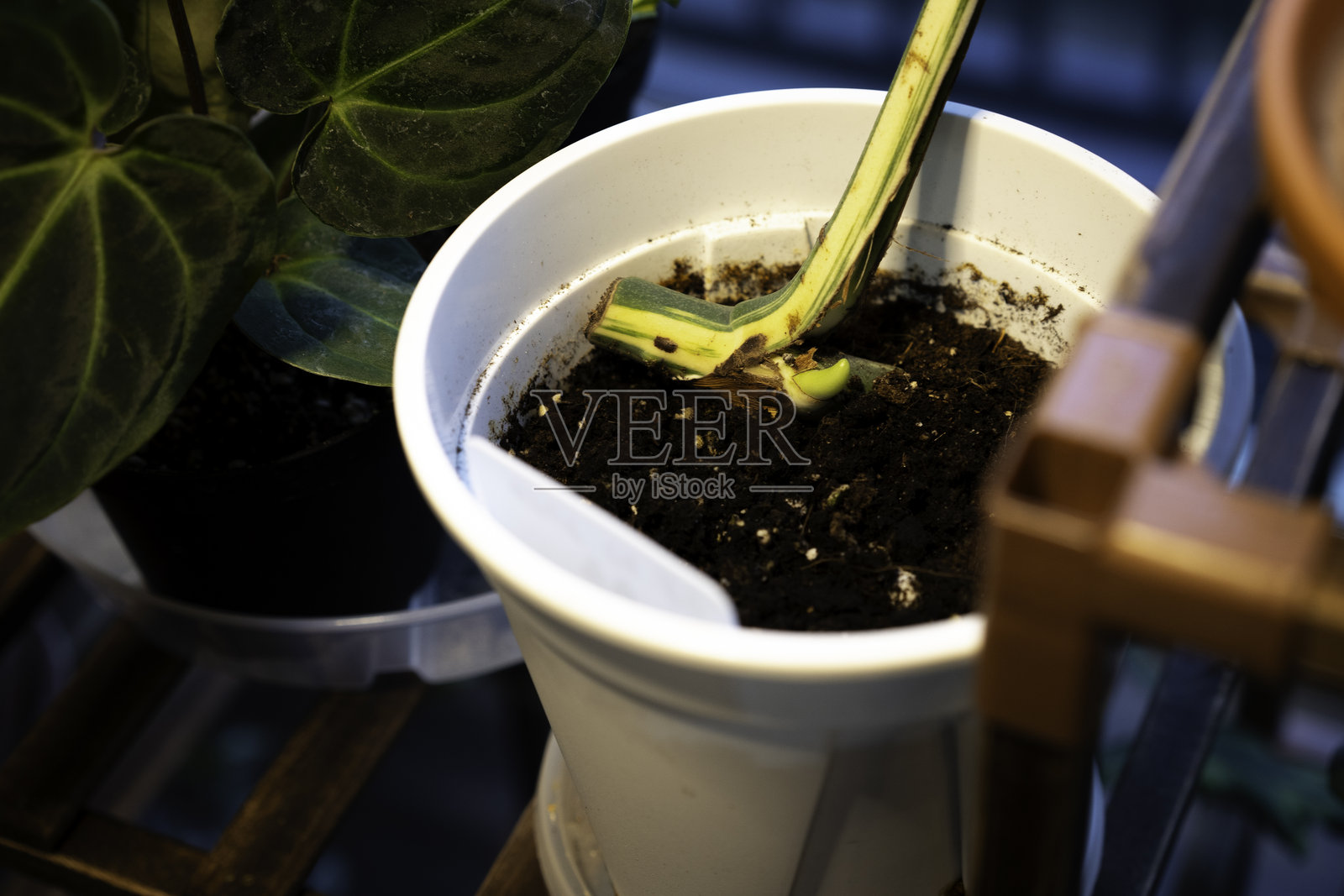 家庭园艺花盆与龟背竹照片摄影图片