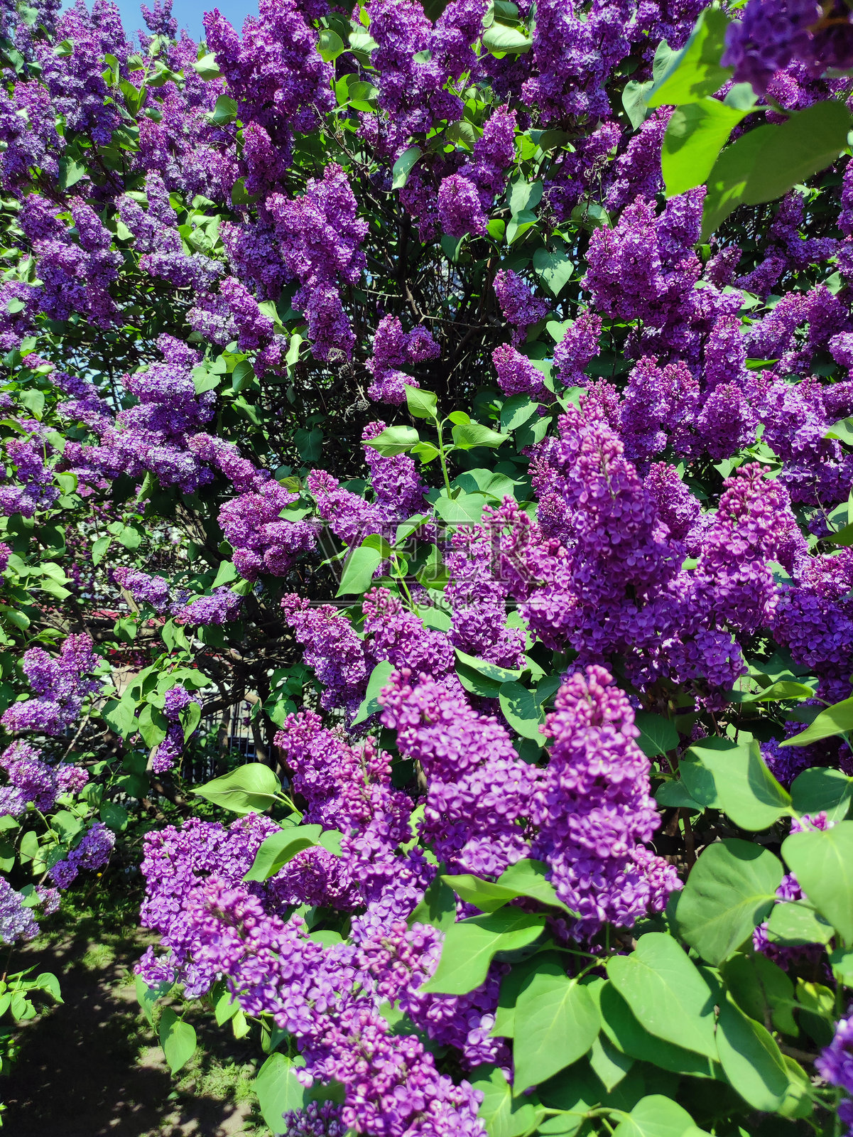 盛开的紫丁香灌木绽放出满树紫色花朵照片摄影图片