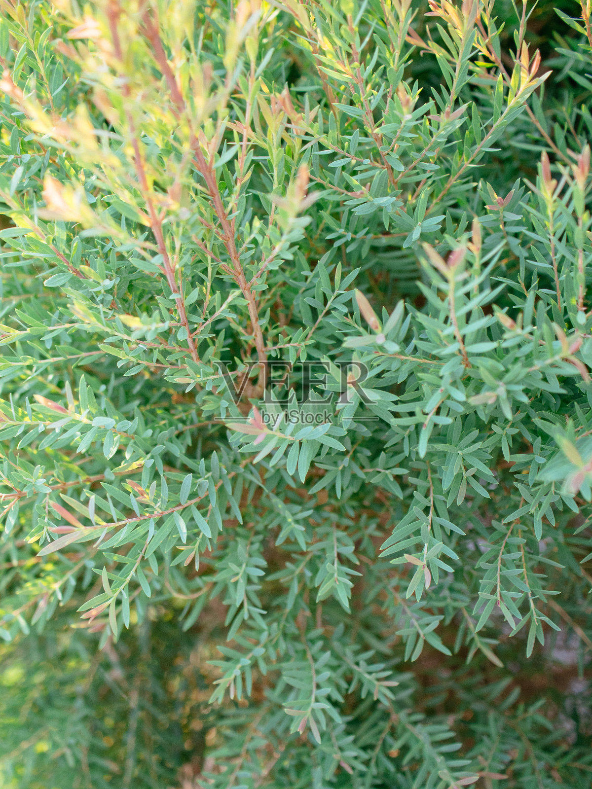 装饰植物照片摄影图片