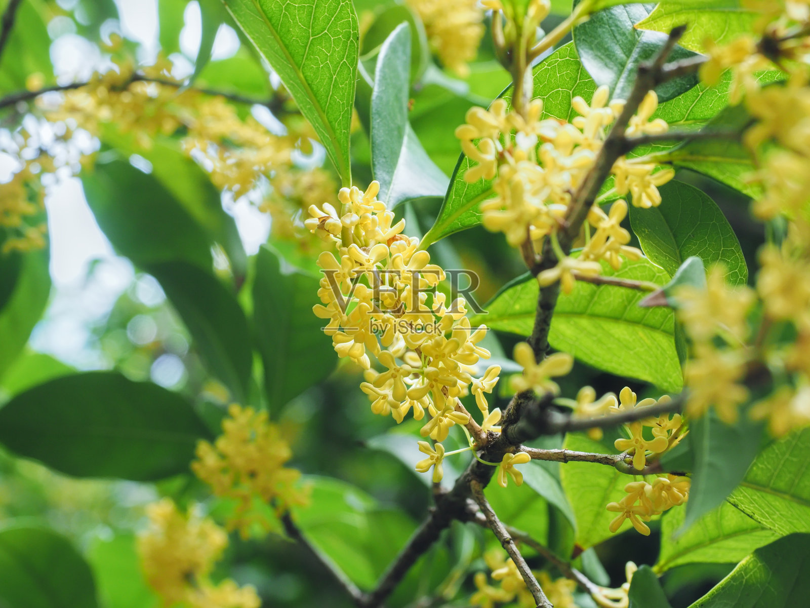 秋天金桂的香气照片摄影图片