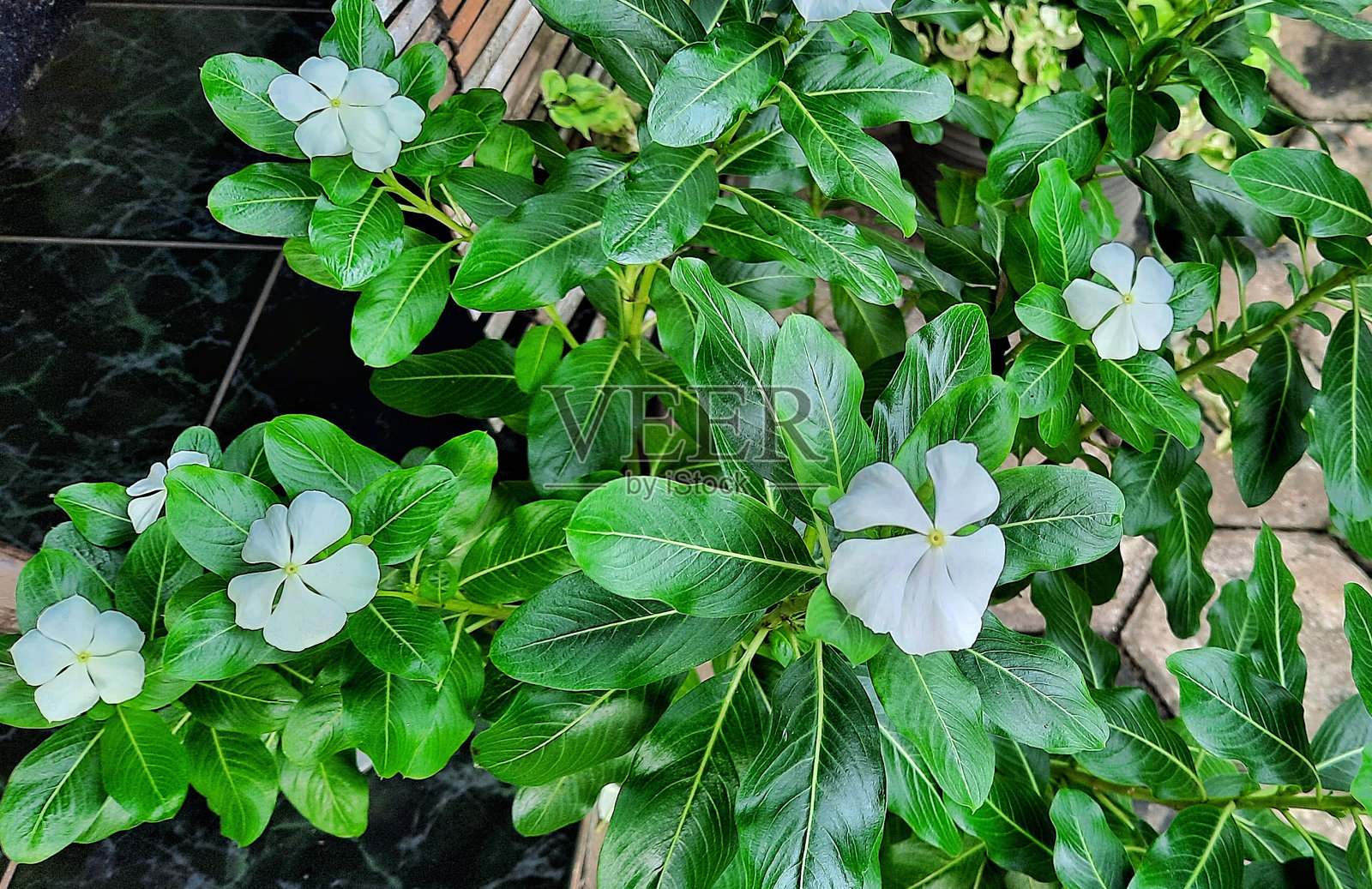 棕色蝴蝶栖息在白色的塔帕克达拉花上,或称为长春花。照片摄影图片