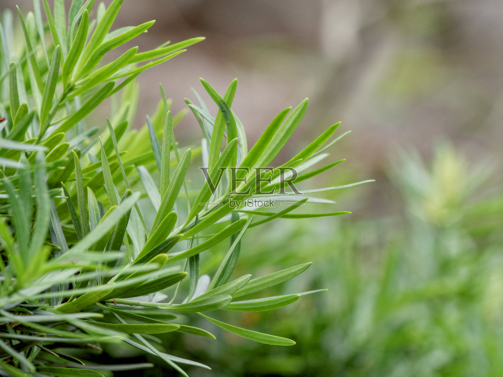 聚焦于南洋杉的叶子照片摄影图片