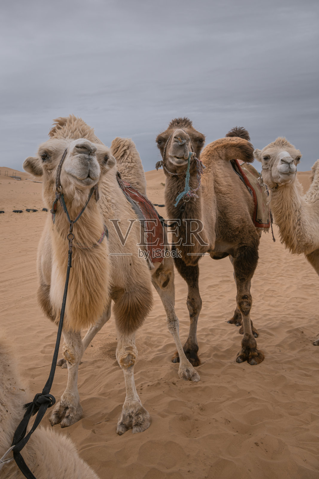 在中国内蒙古的戈壁沙漠中,骆驼队正在休息。照片摄影图片