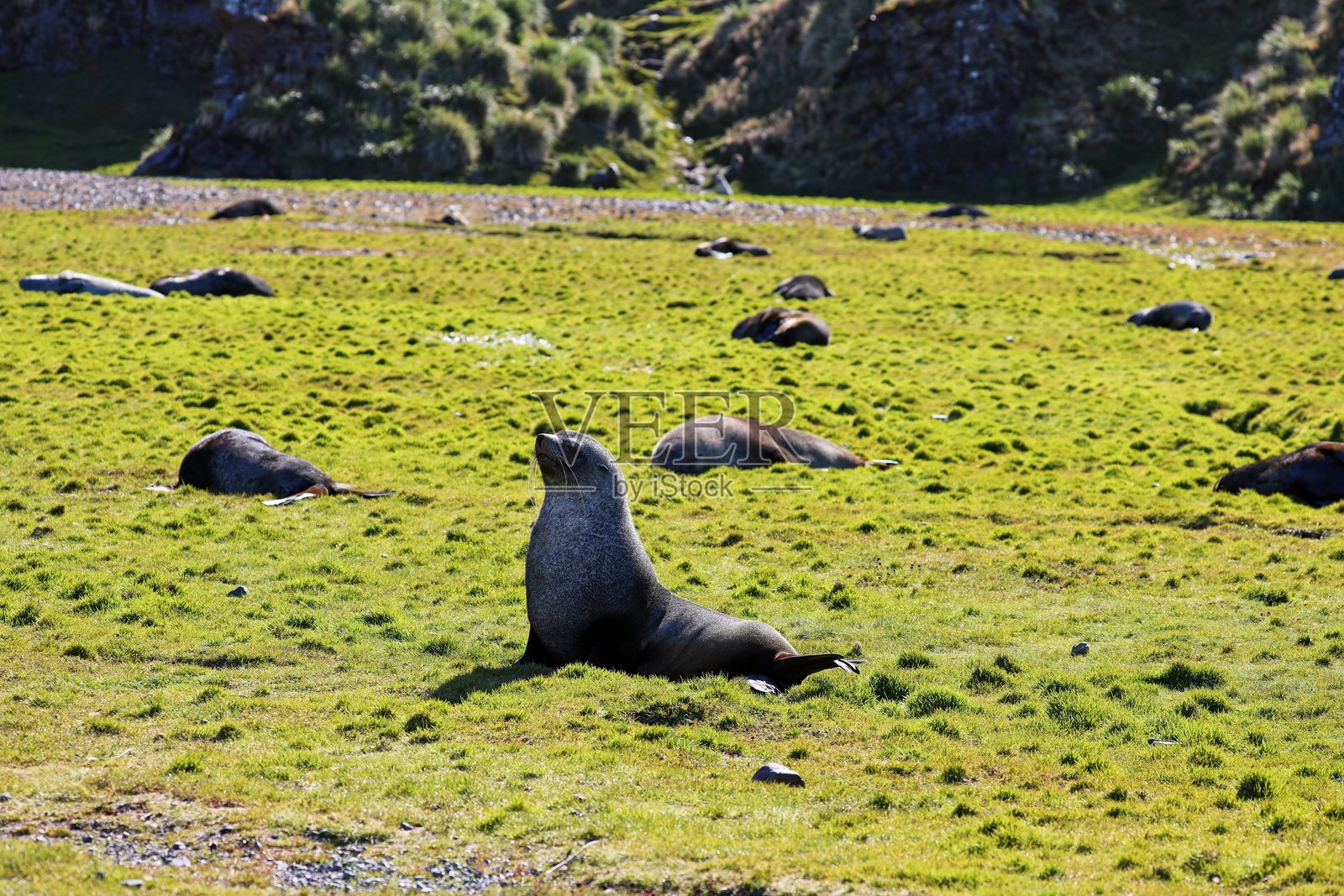 毛皮海豹照片摄影图片
