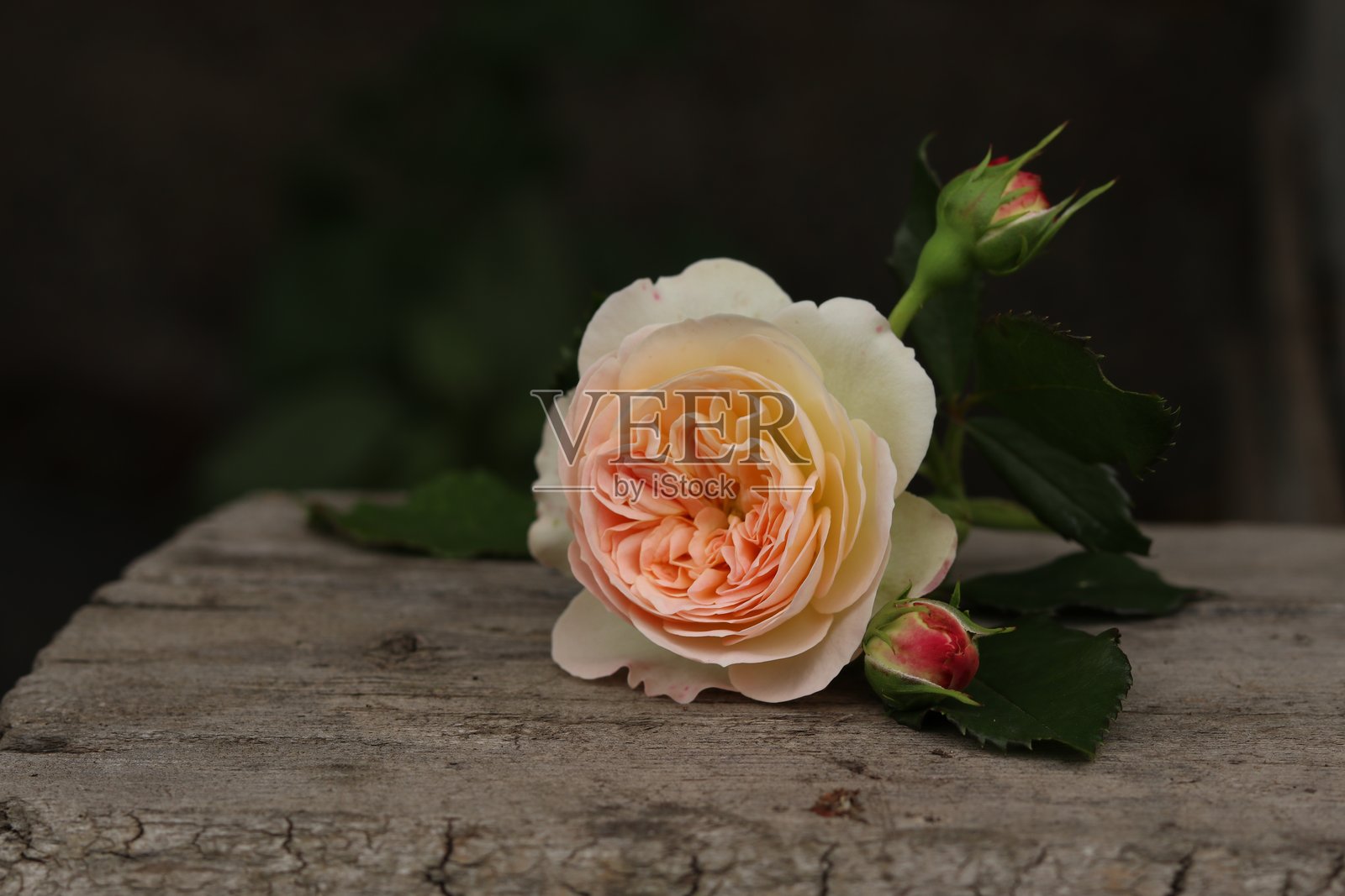 水滴落在卷心菜叶子上照片摄影图片