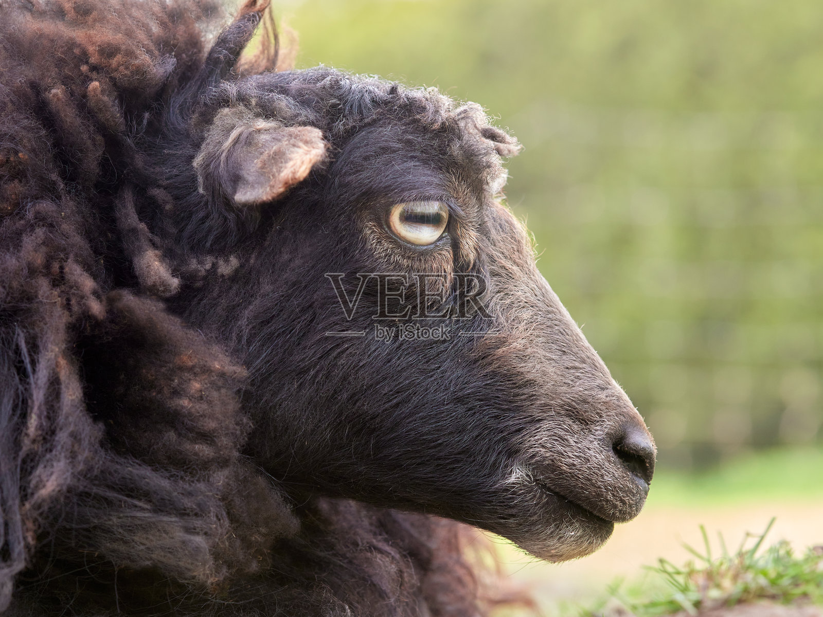 棕色乌埃桑羊的肖像照片摄影图片