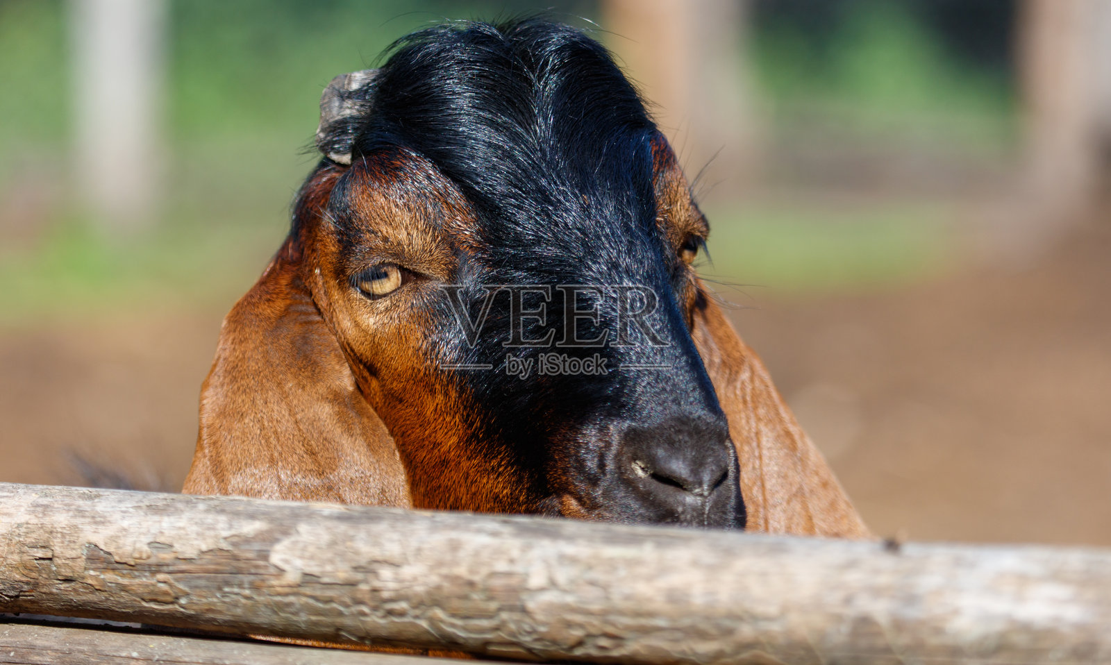 一只黑鬃毛和黑鼻子的山羊正在看着镜头照片摄影图片