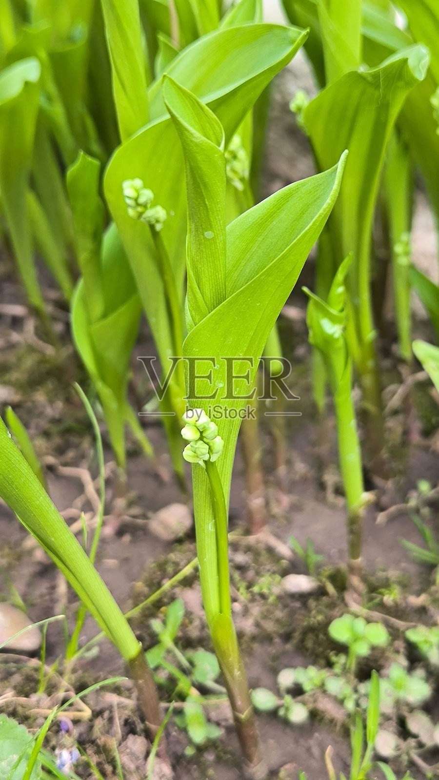 铃兰的嫩绿叶子和花蕾照片摄影图片