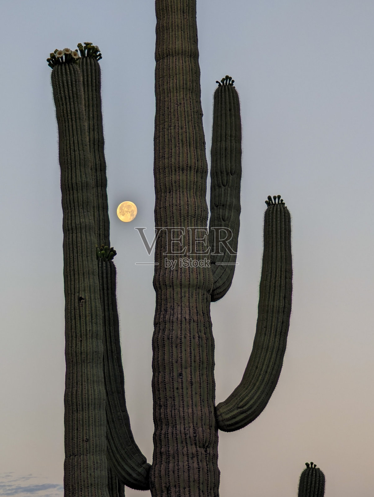 彩色的月亮在高大的萨瓜罗仙人掌后落下照片摄影图片