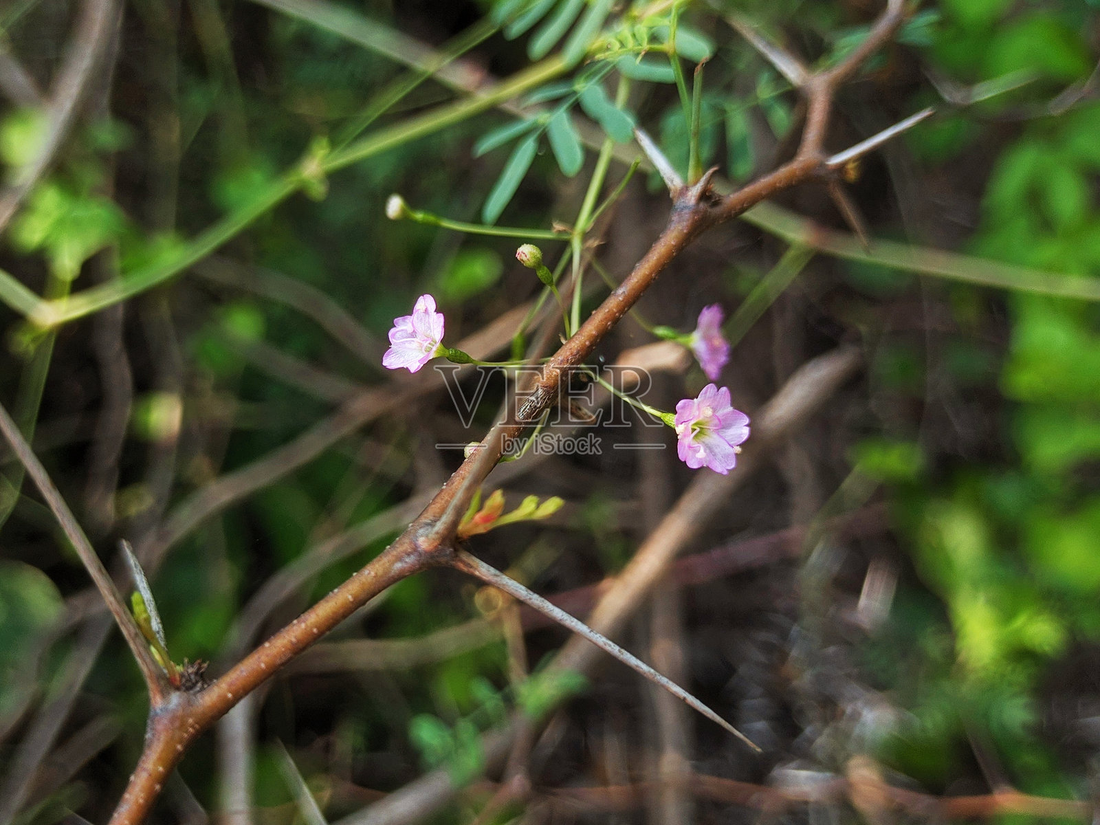 森林中的小野花照片摄影图片