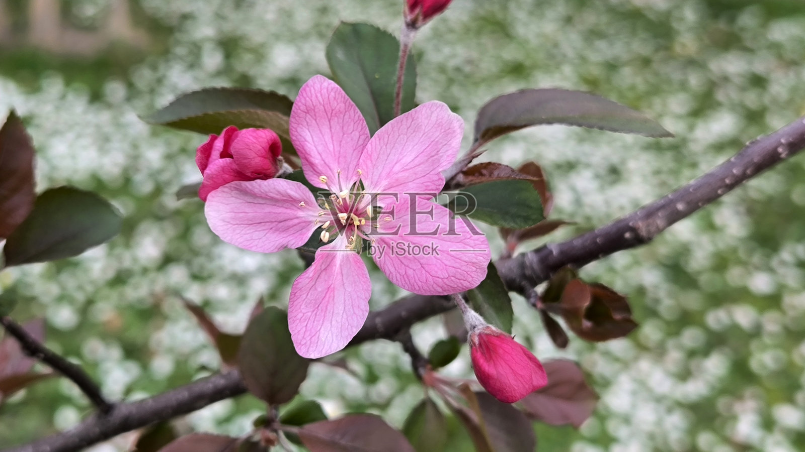 春天盛开的苹果树枝特写照片摄影图片