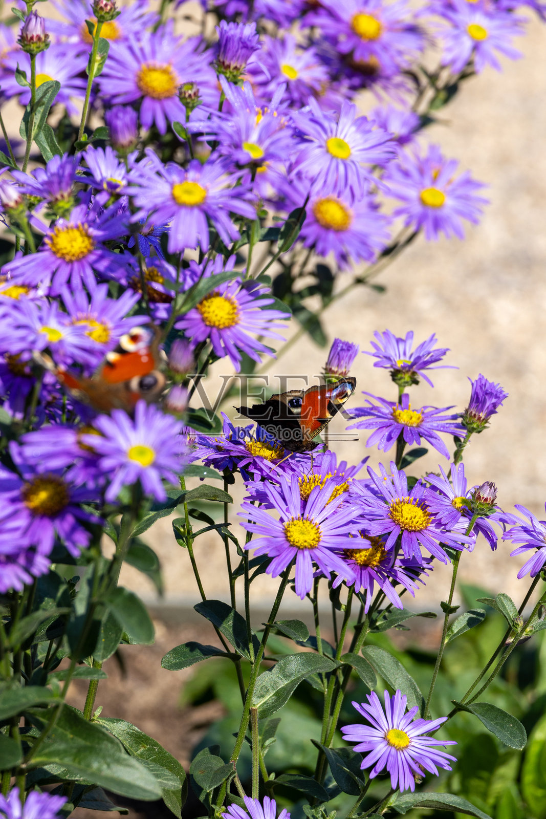五彩斑斓的蝴蝶在紫色花朵上采蜜照片摄影图片