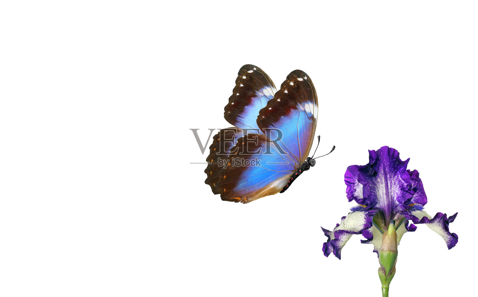 热带蓝色摩尔福蝴蝶与紫色鸢尾花在水滴中,背景为白色。照片摄影图片