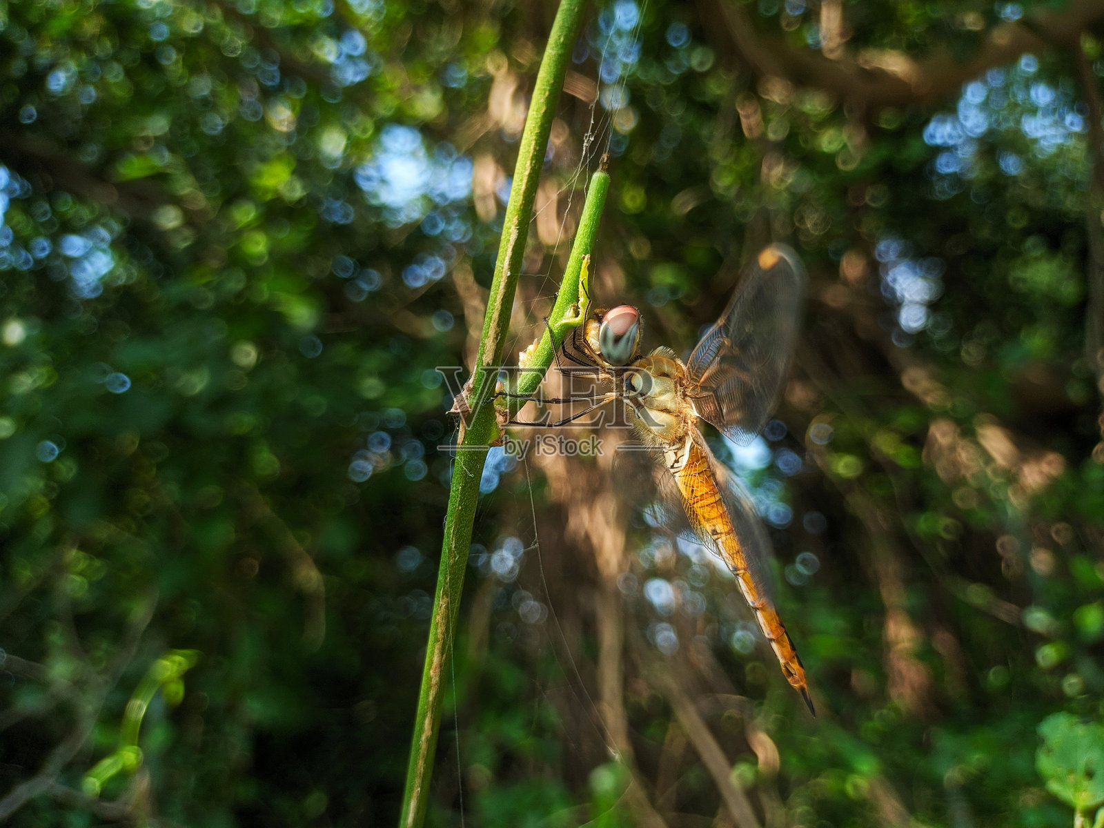 东方池蜻蜓,Erythemis simplicicollis,蜻蜓照片摄影图片