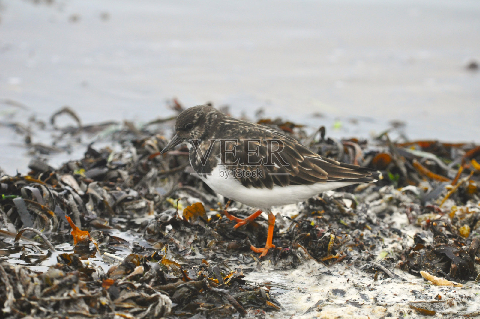 翻石鹬照片摄影图片