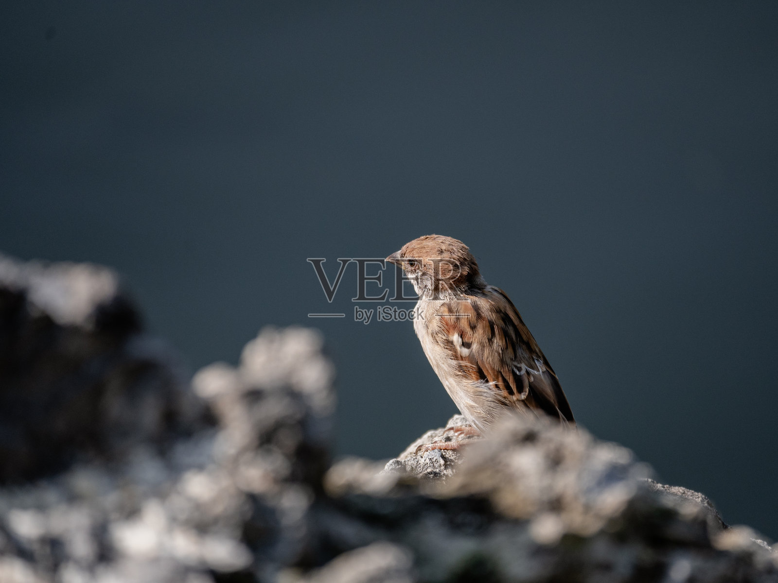 一只站在岩石上的麻雀照片摄影图片