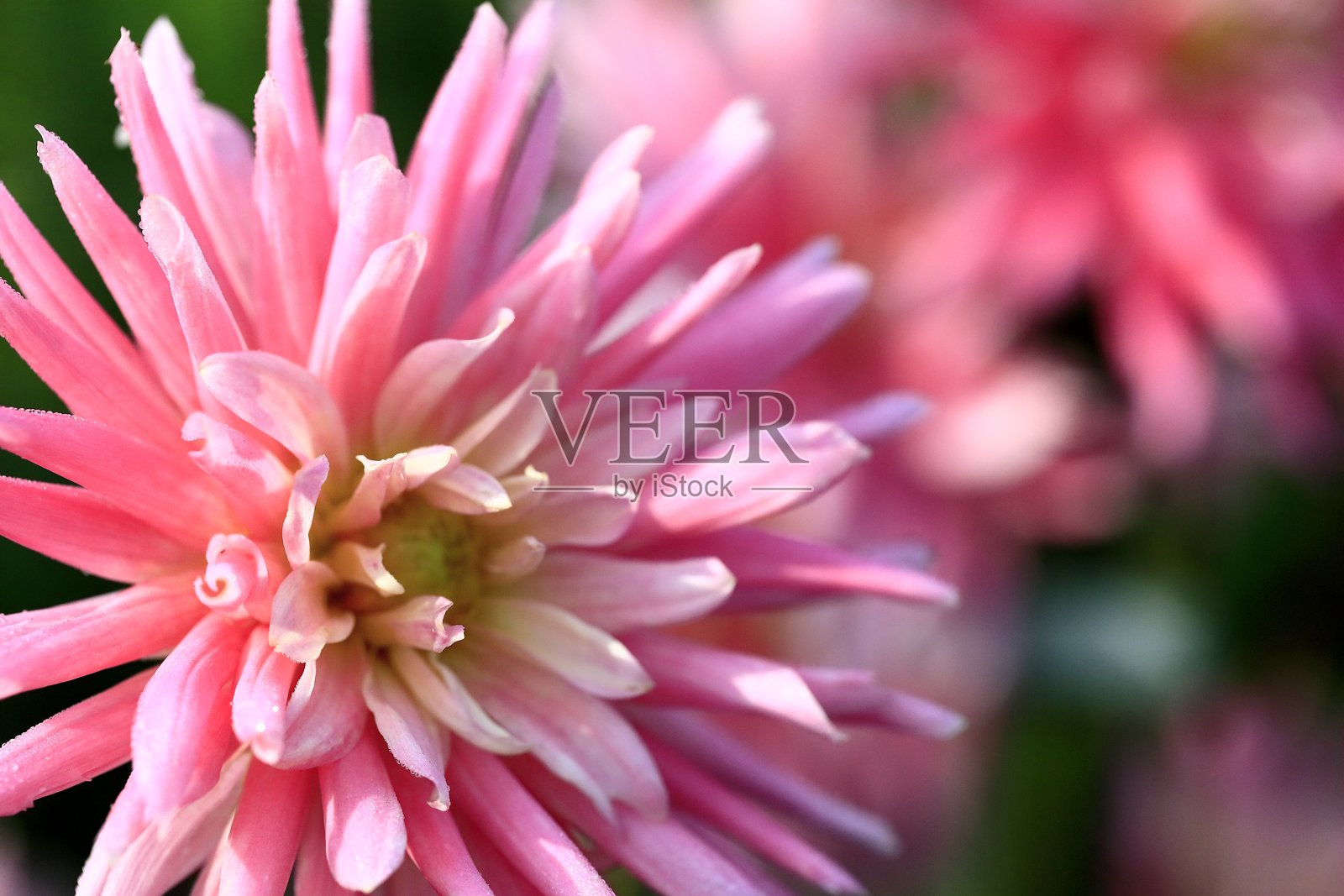 盛开的大丽花照片摄影图片