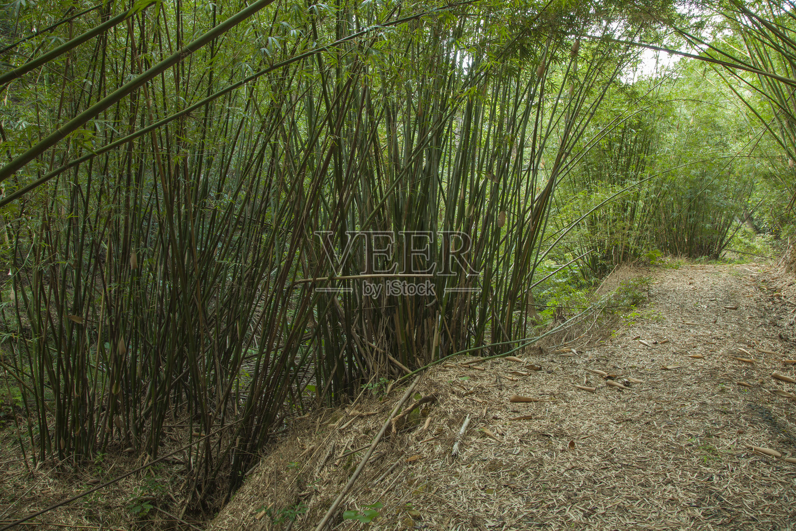 大自然是富有创造力的照片摄影图片