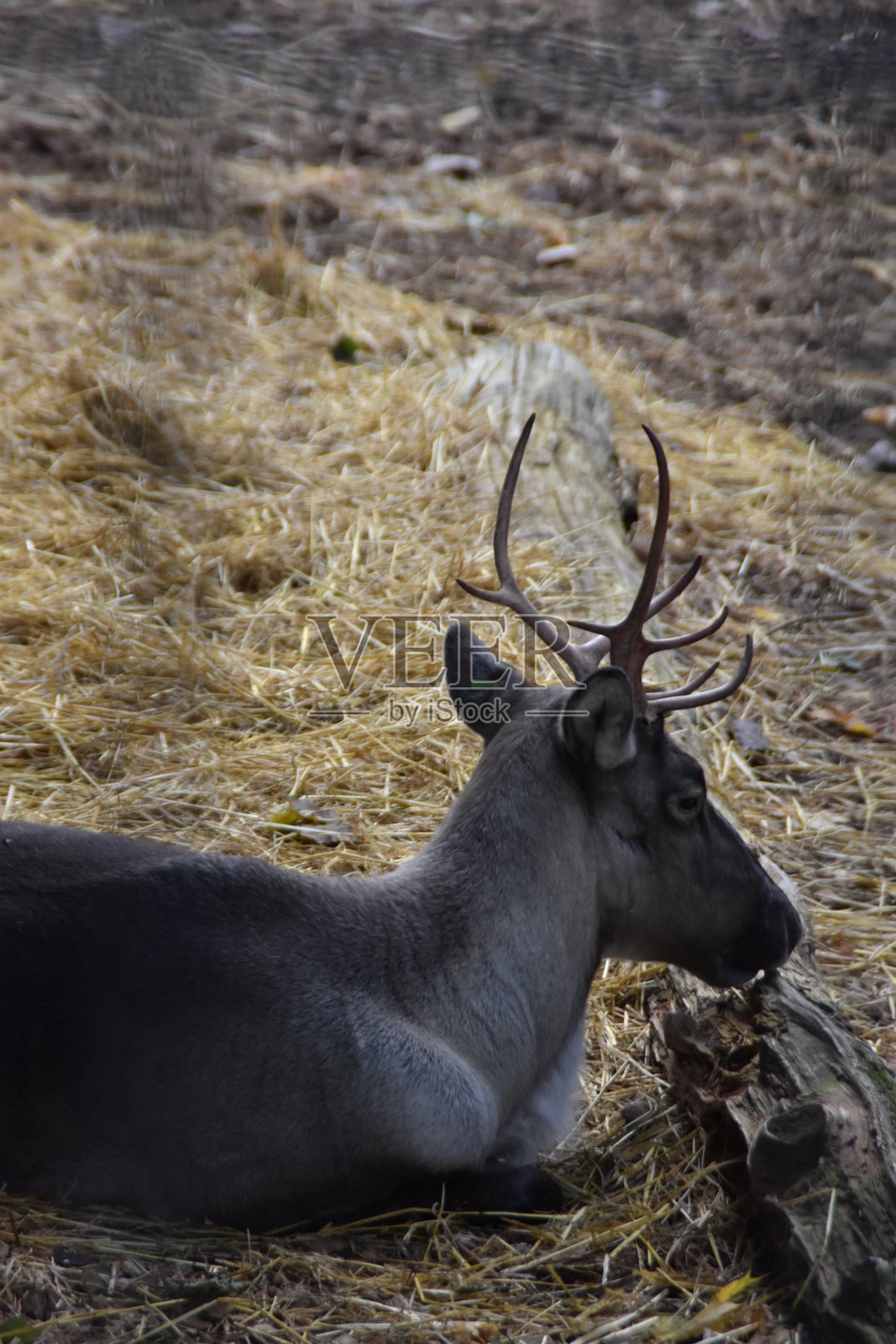 成年鹿照片摄影图片