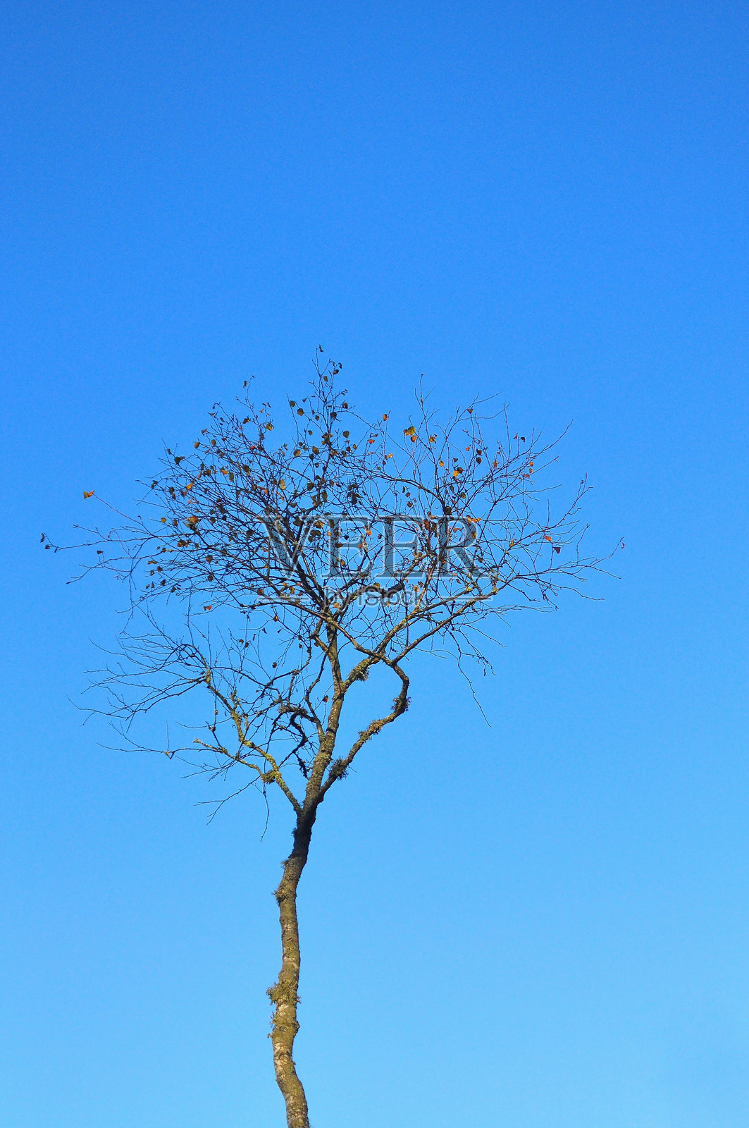 孤独的树照片摄影图片
