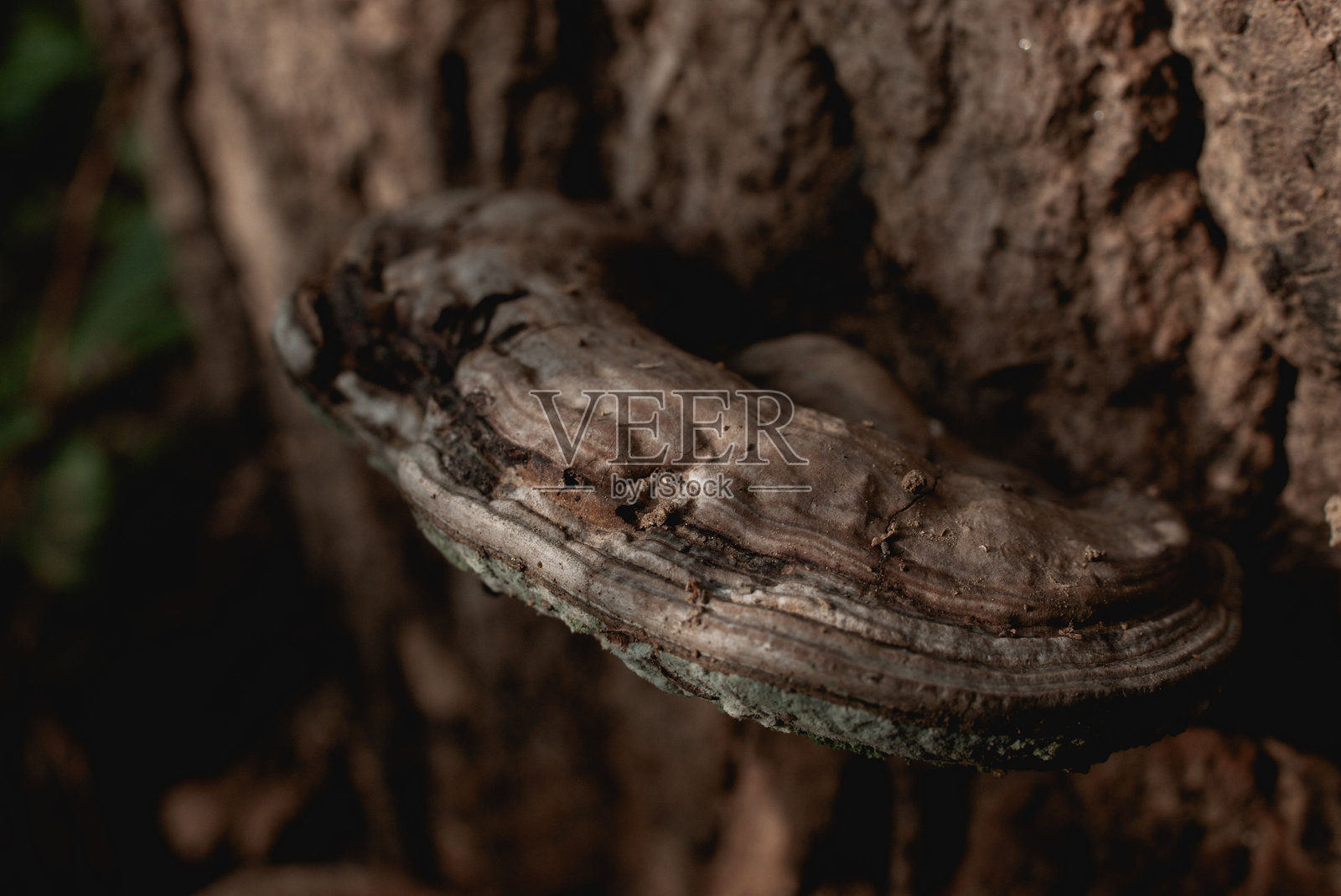 灵芝照片摄影图片