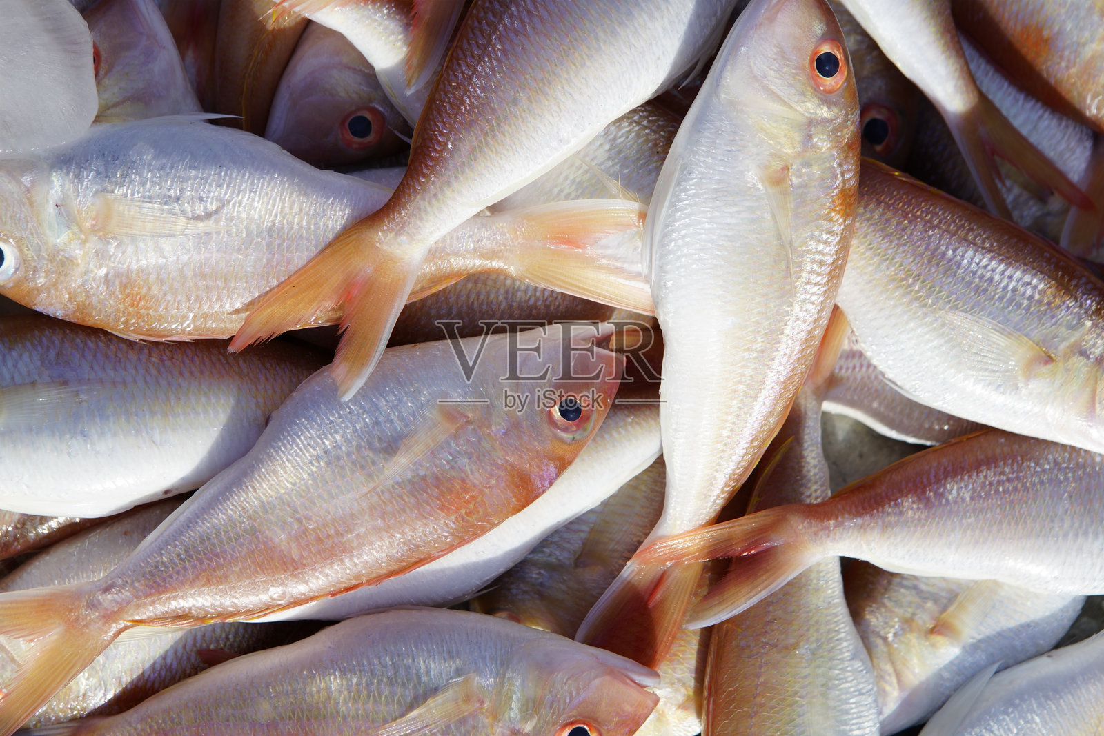 新鲜捕获的鱼准备出售照片摄影图片