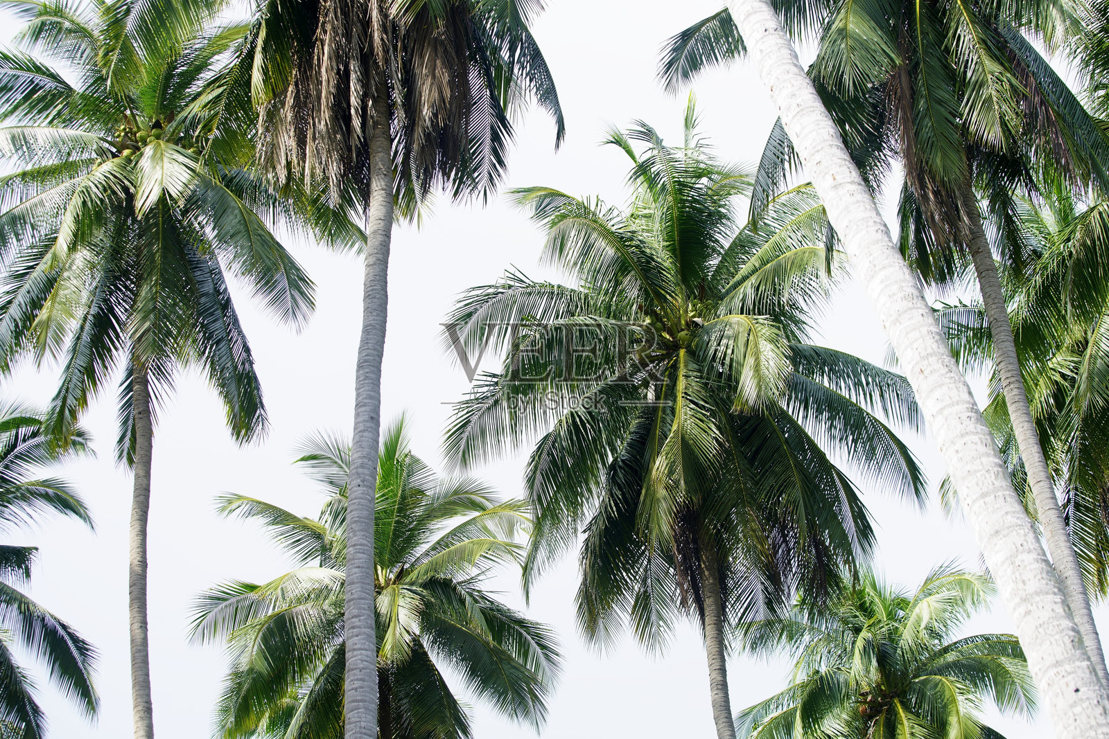 郁郁葱葱的椰子树与明亮的天空相映成趣照片摄影图片