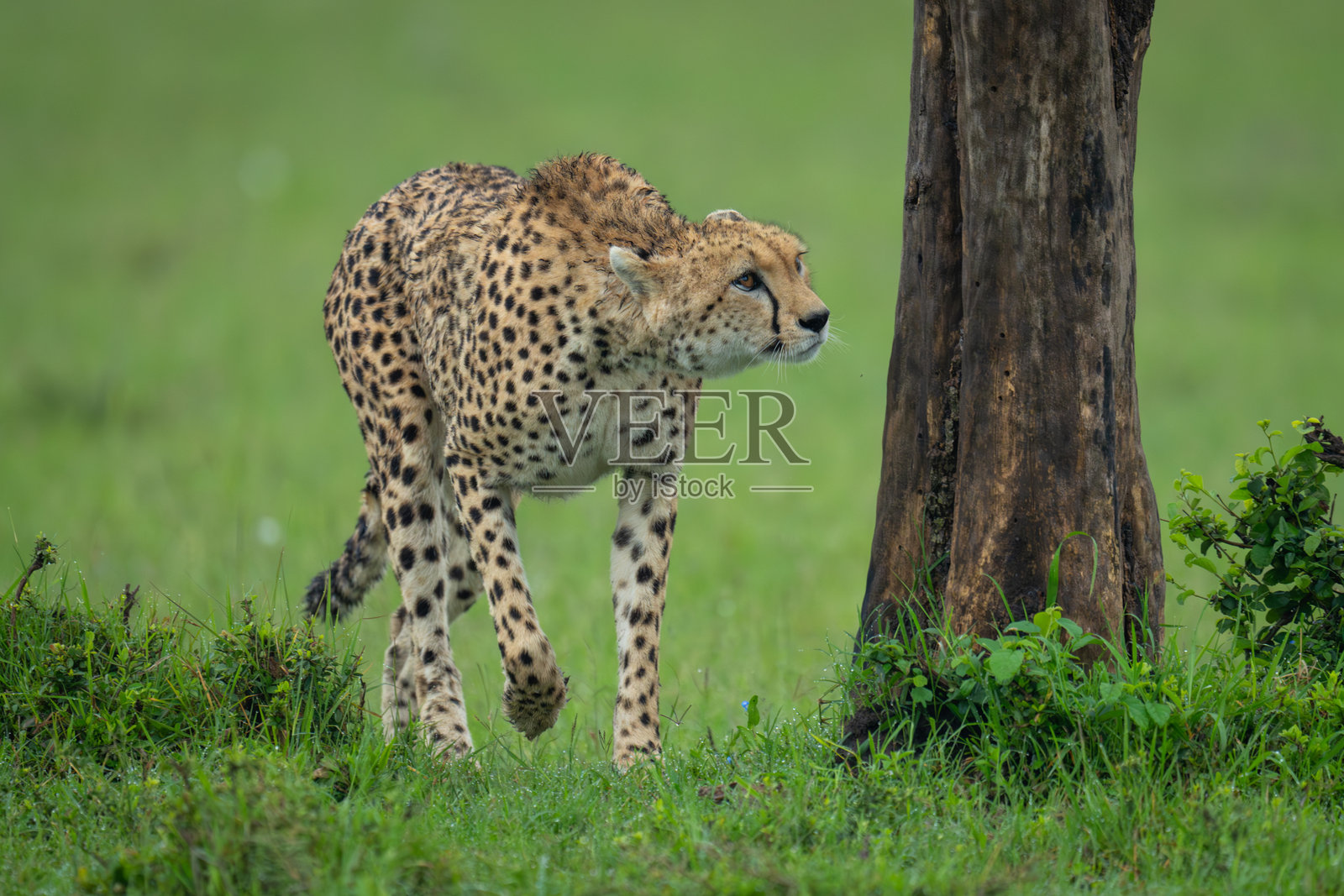 雌性猎豹走过树木,抬头望着上方照片摄影图片