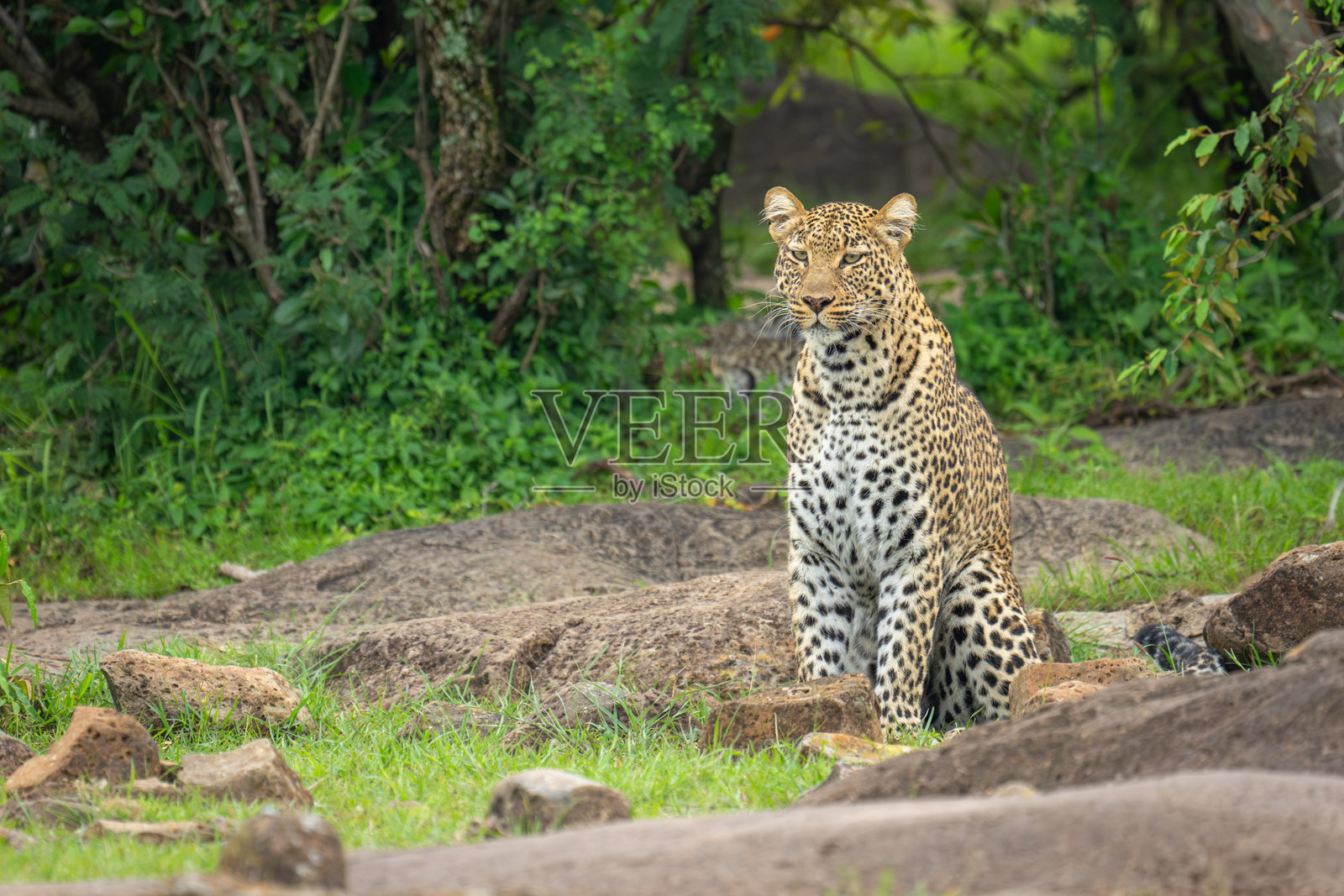 雌性豹子坐在岩石间,靠近灌木丛。照片摄影图片