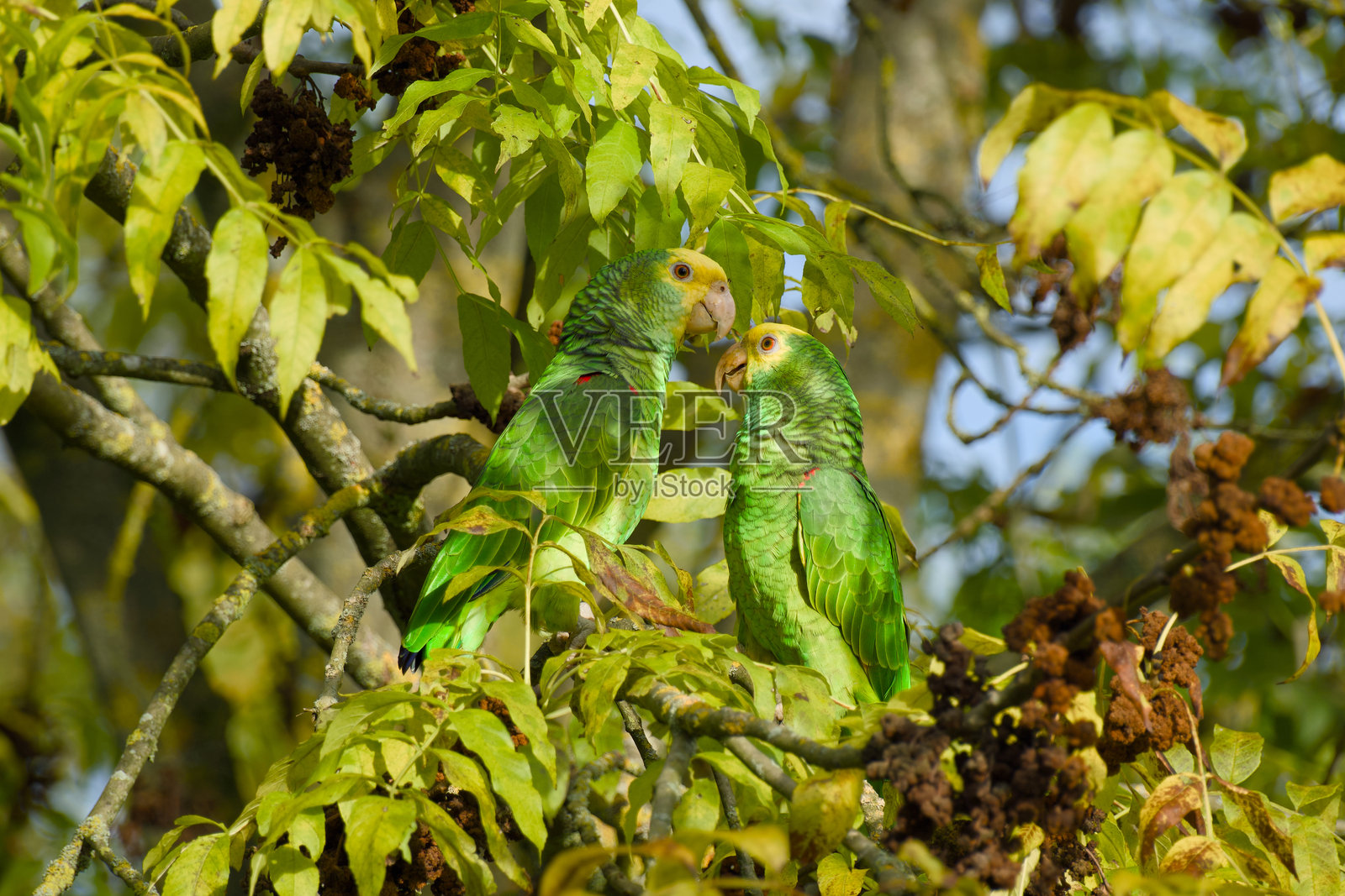 一对黄头亚马逊鹦鹉照片摄影图片