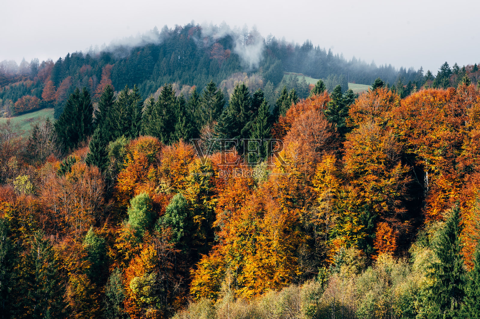 秋天的冷杉树森林照片摄影图片