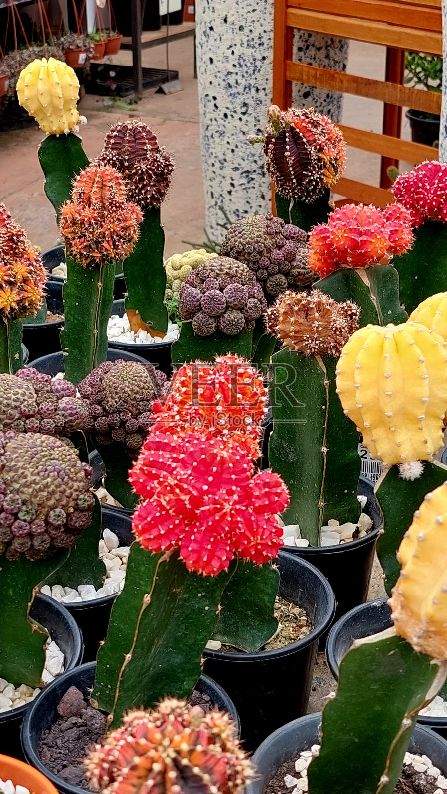 仙人掌照片摄影图片