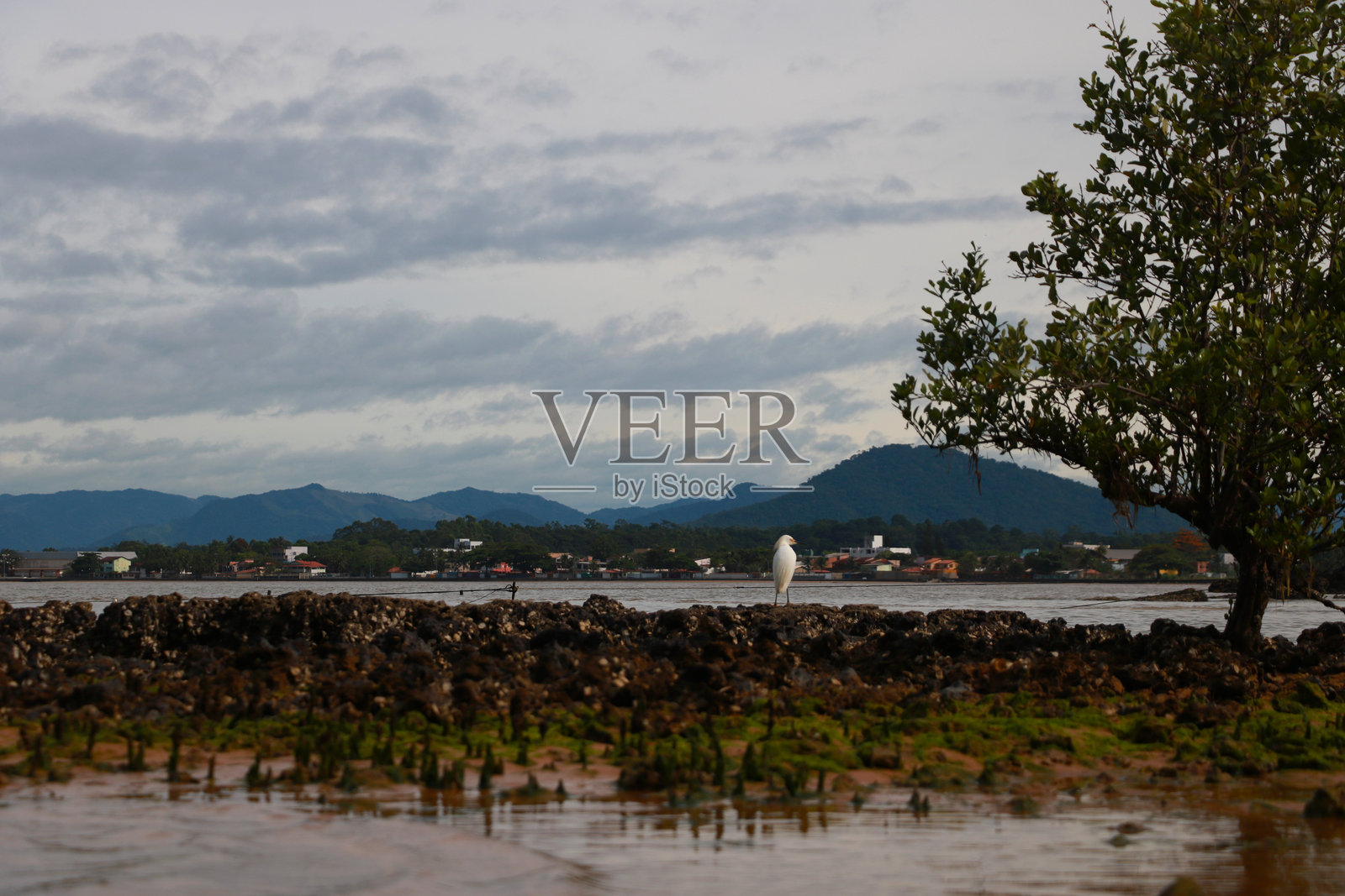 白鹭在埃斯皮里图桑托州安基耶塔的波尔图维略海滩上覆盖着绿色藻类的岩石海岸上。背景是大海。照片摄影图片