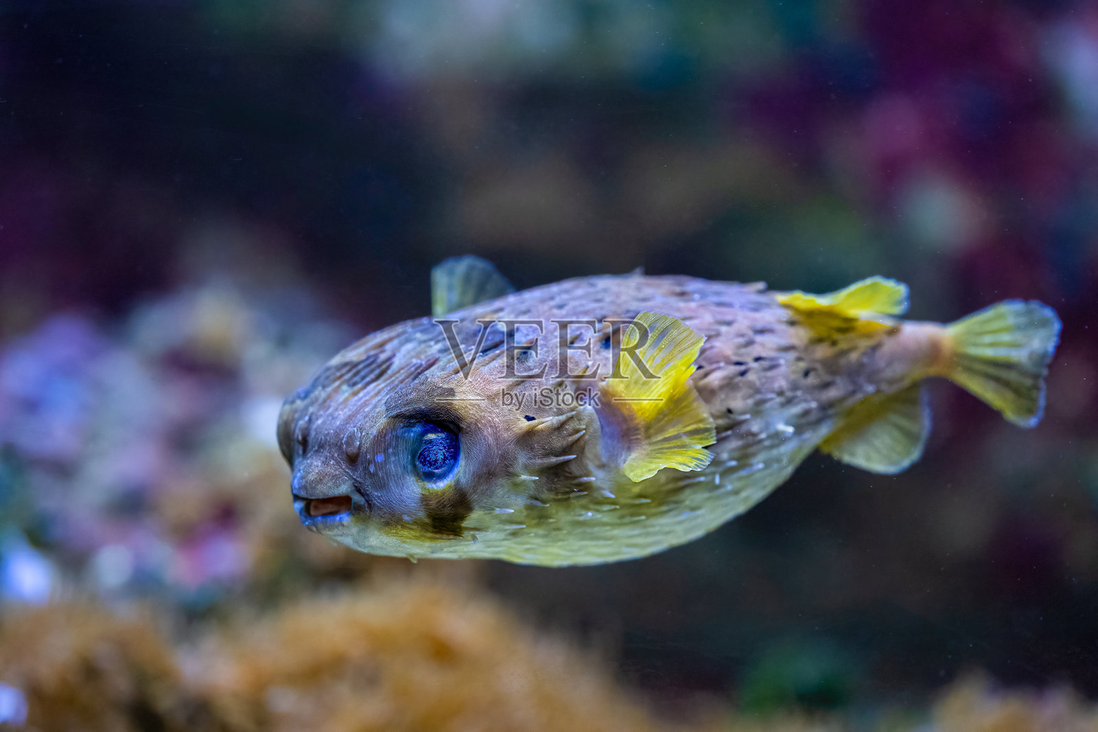黑斑刺豚鱼(Diodon liturosus),通常生活在15到30米深的水域。照片摄影图片