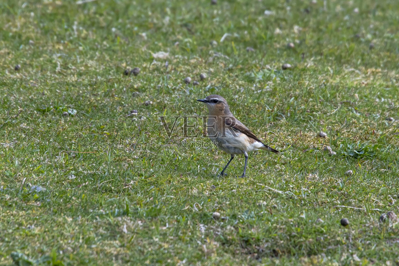灰喉鹨 (Oenanthe oenanthe) | 北方鹨照片摄影图片