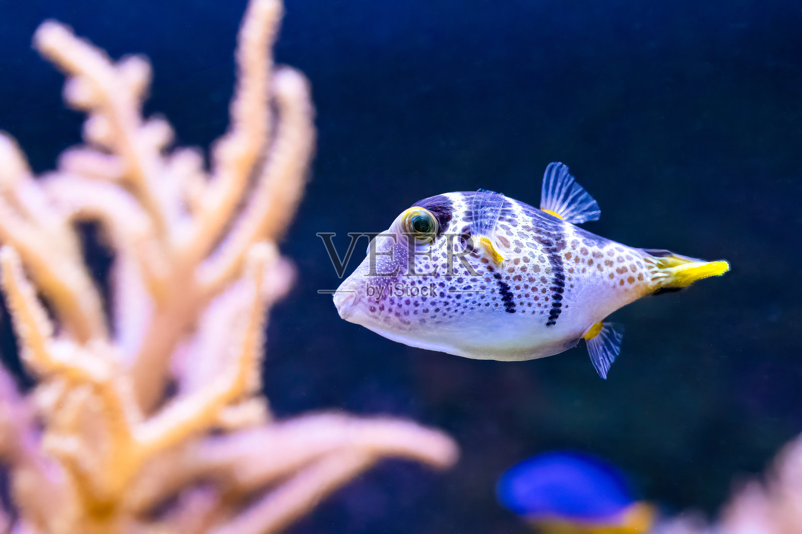 瓦伦丁尖嘴鱼,Canthigaster valentini,食用时极具毒性照片摄影图片