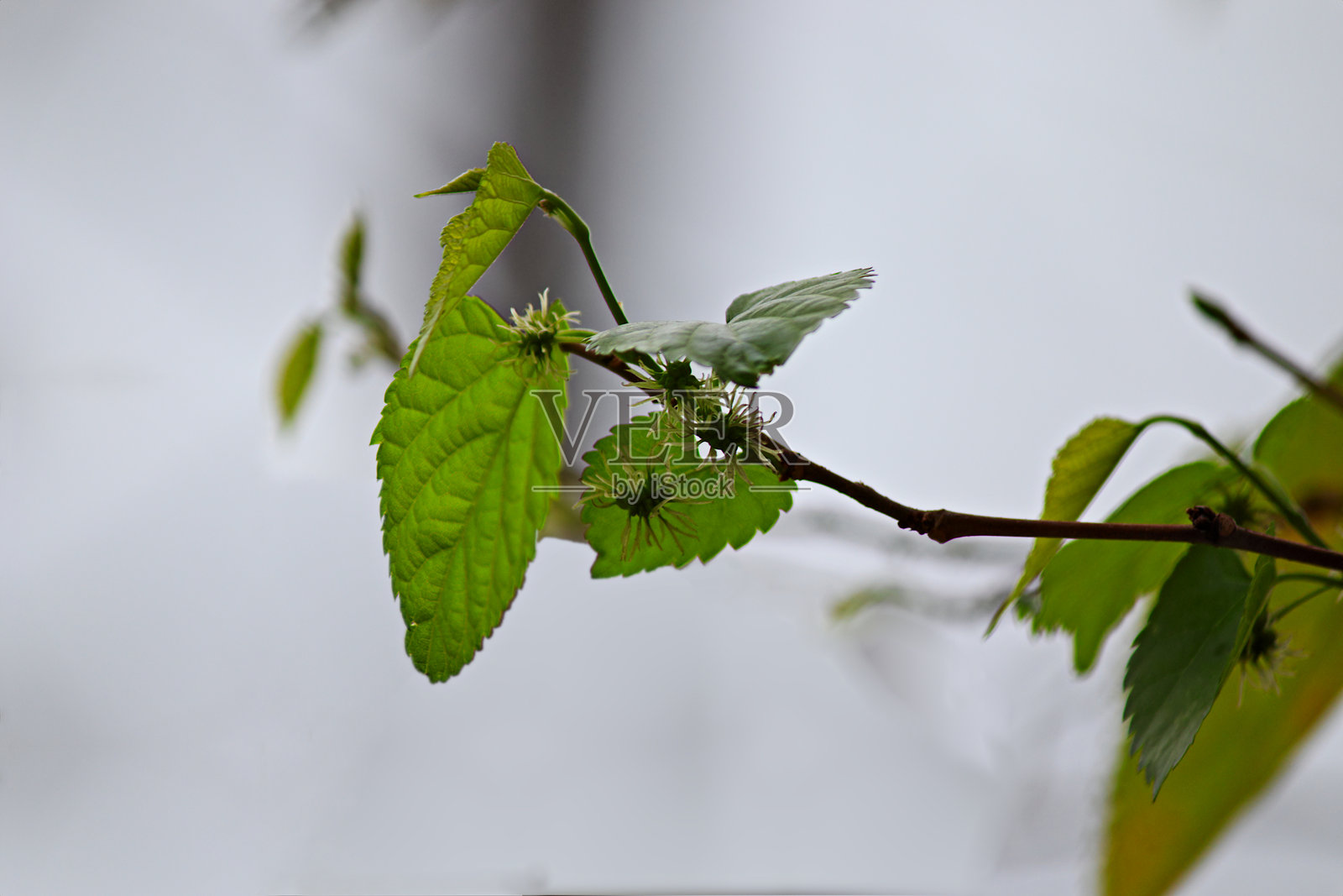 开始结果的桑树枝。照片摄影图片