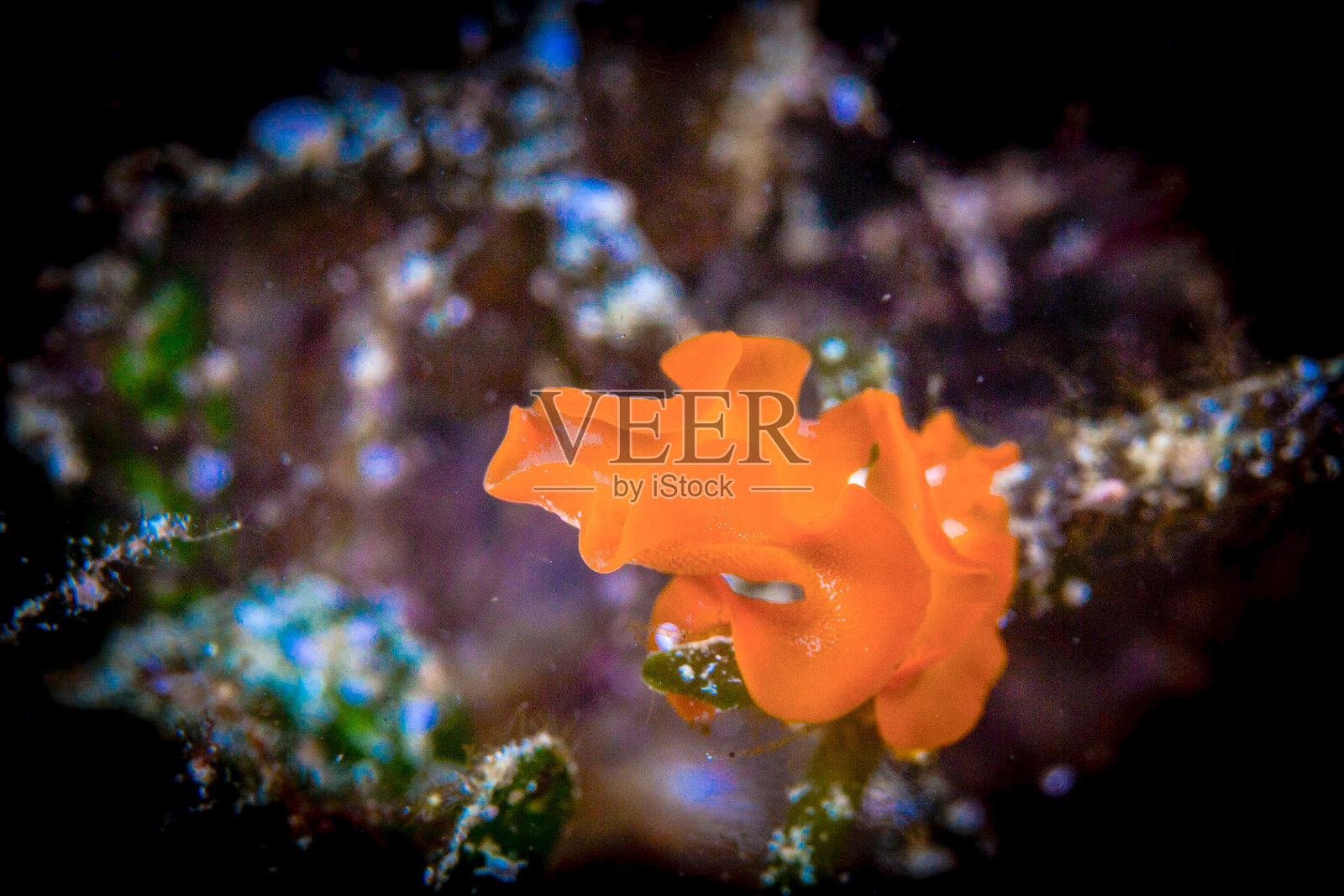 杜马盖地,菲律宾 - 潜水与海底生物照片摄影图片