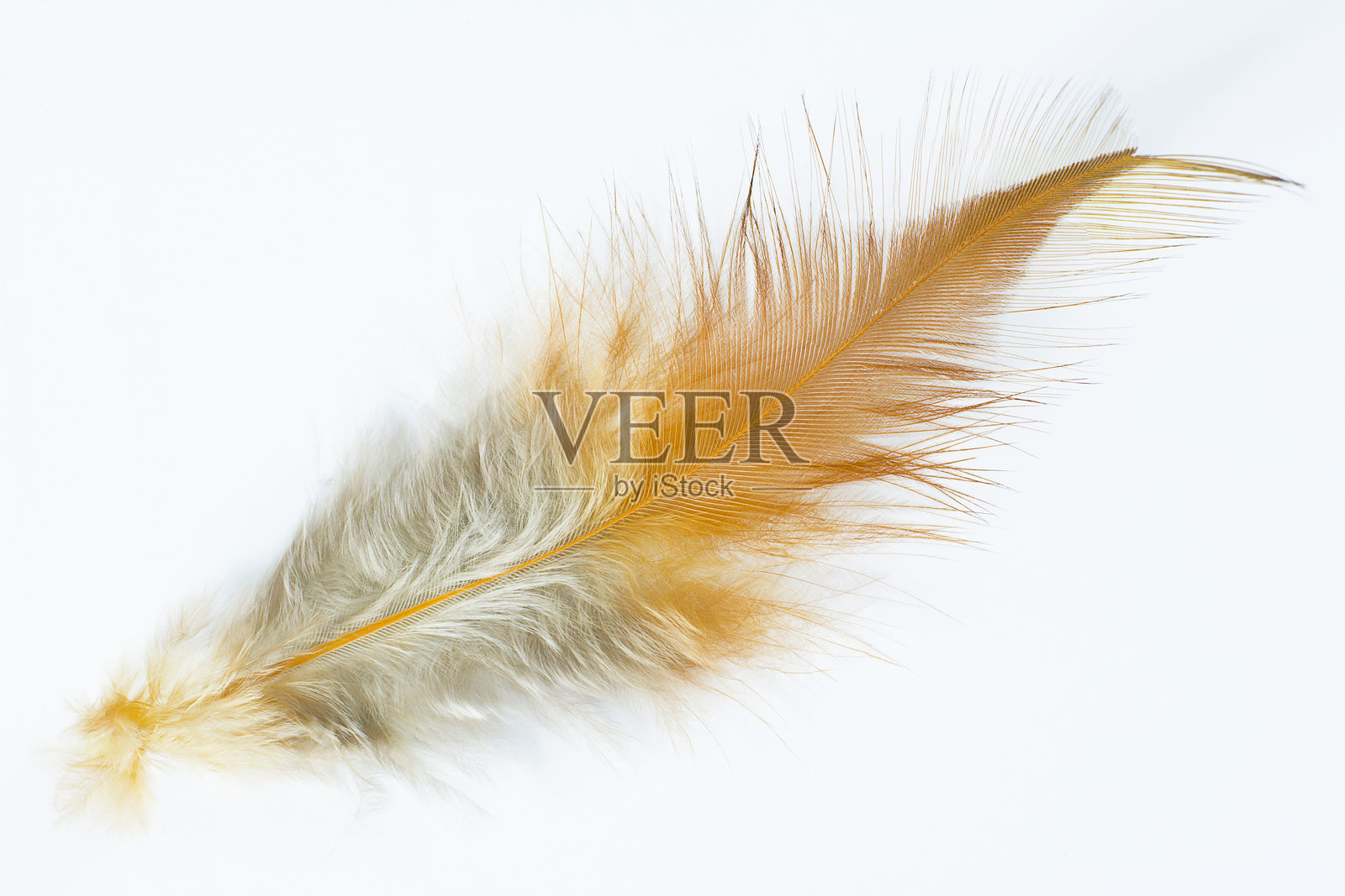 白色背景下的羽毛特写照片摄影图片