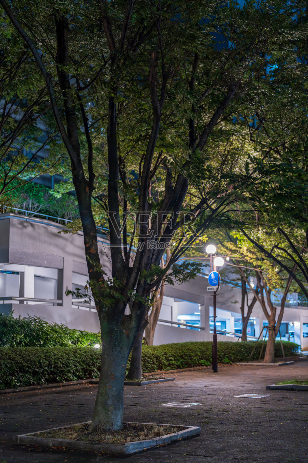 夜晚的公园,四周环绕着树木,明亮的街灯照耀着。照片摄影图片