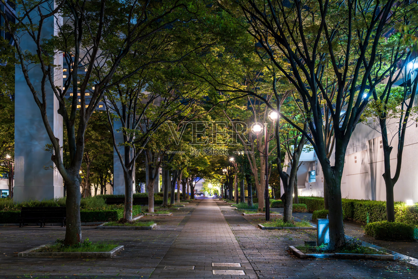 夜晚的公园,四周环绕着树木,明亮的街灯照耀着。照片摄影图片