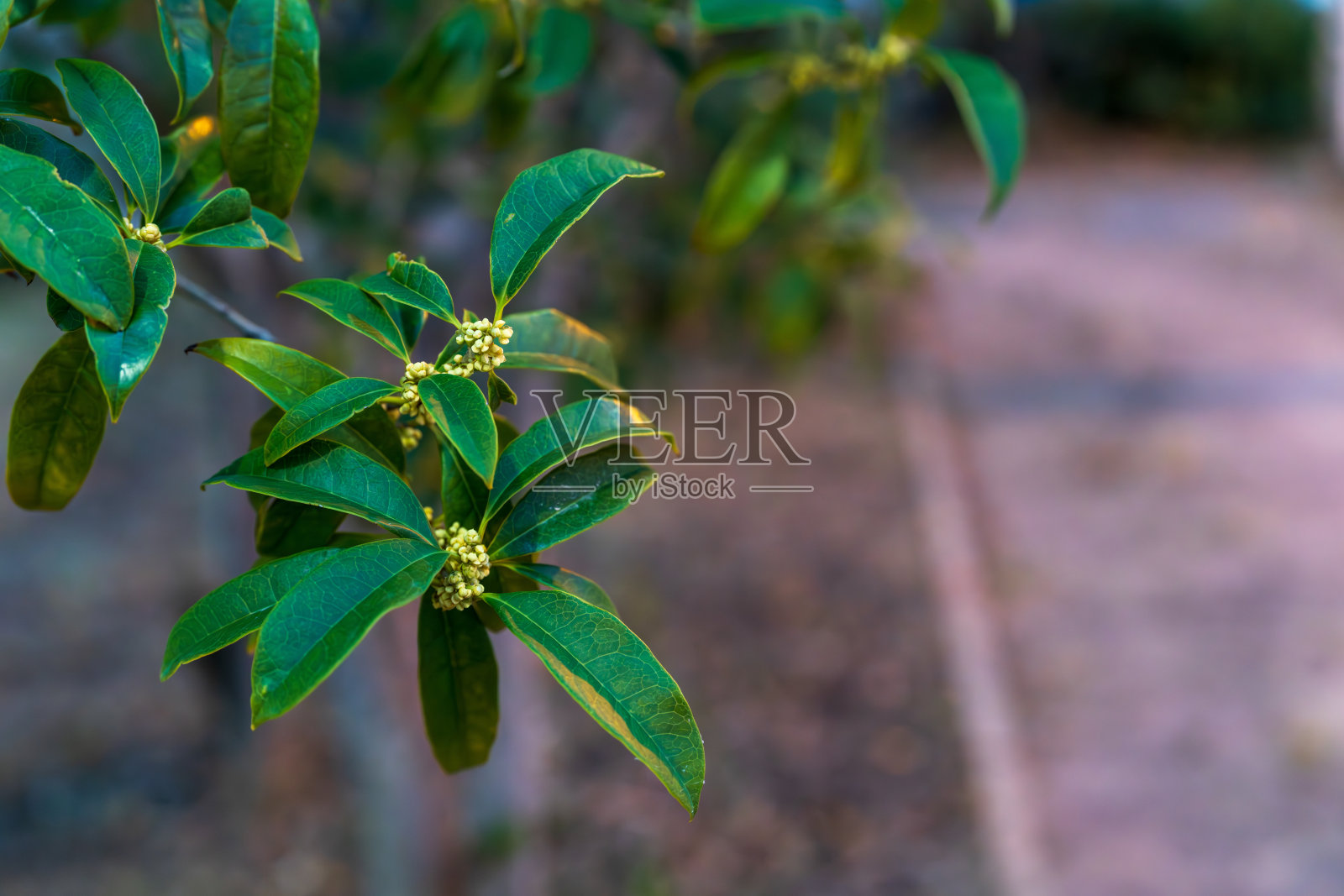 黄昙花在黄昏的公园里盛开照片摄影图片