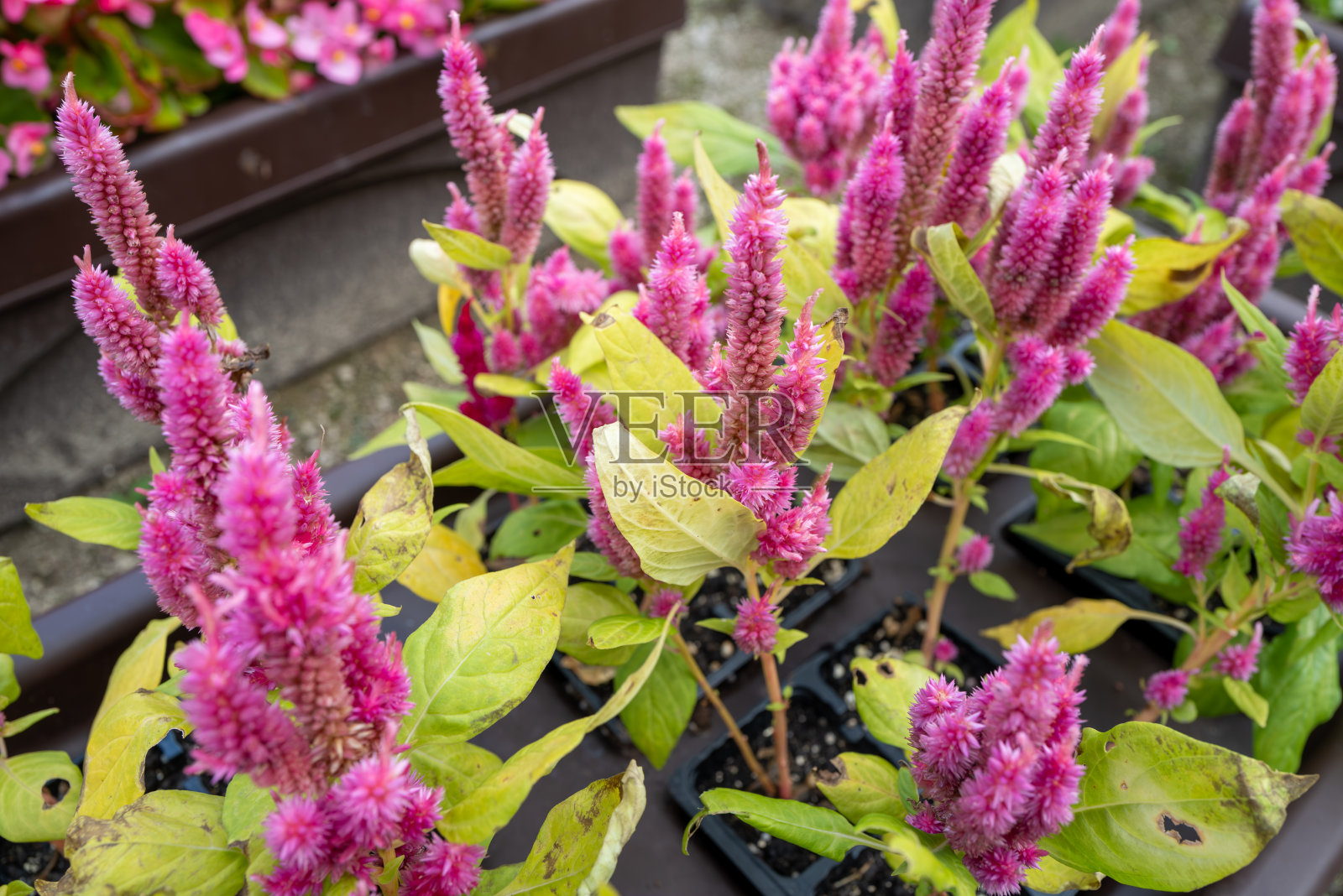 花坛中的鸡冠花材料。照片摄影图片