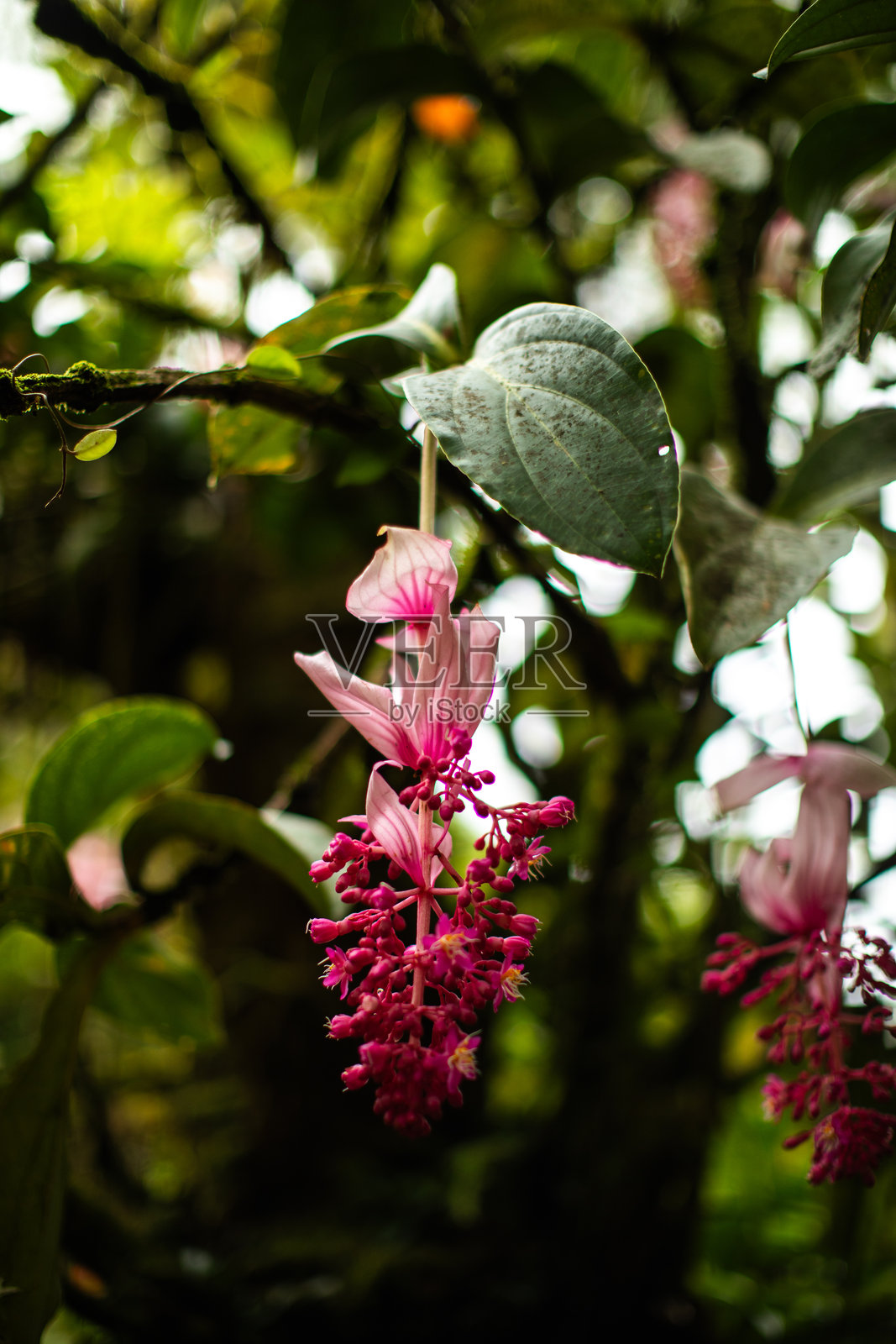 菲律宾兰花照片摄影图片